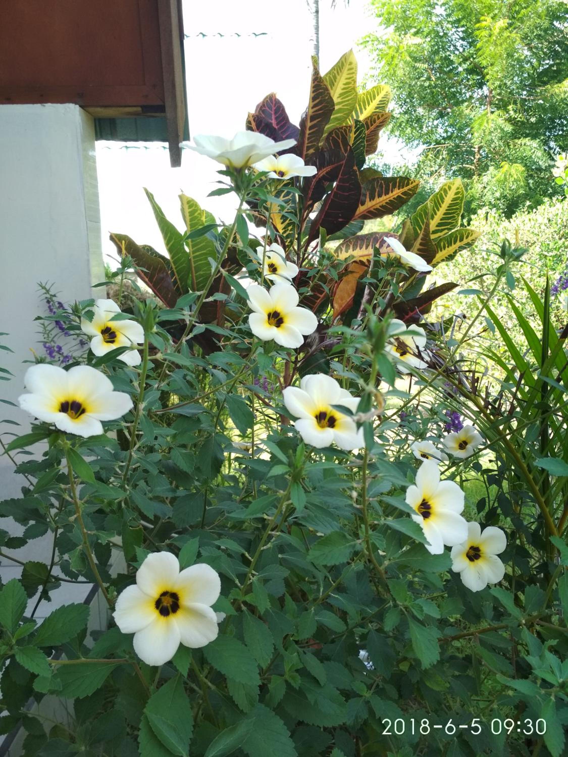 Bungalow with Garden View - Photo 20