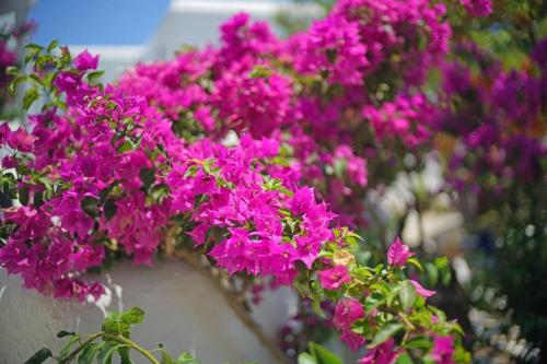 Apartment - Split Level