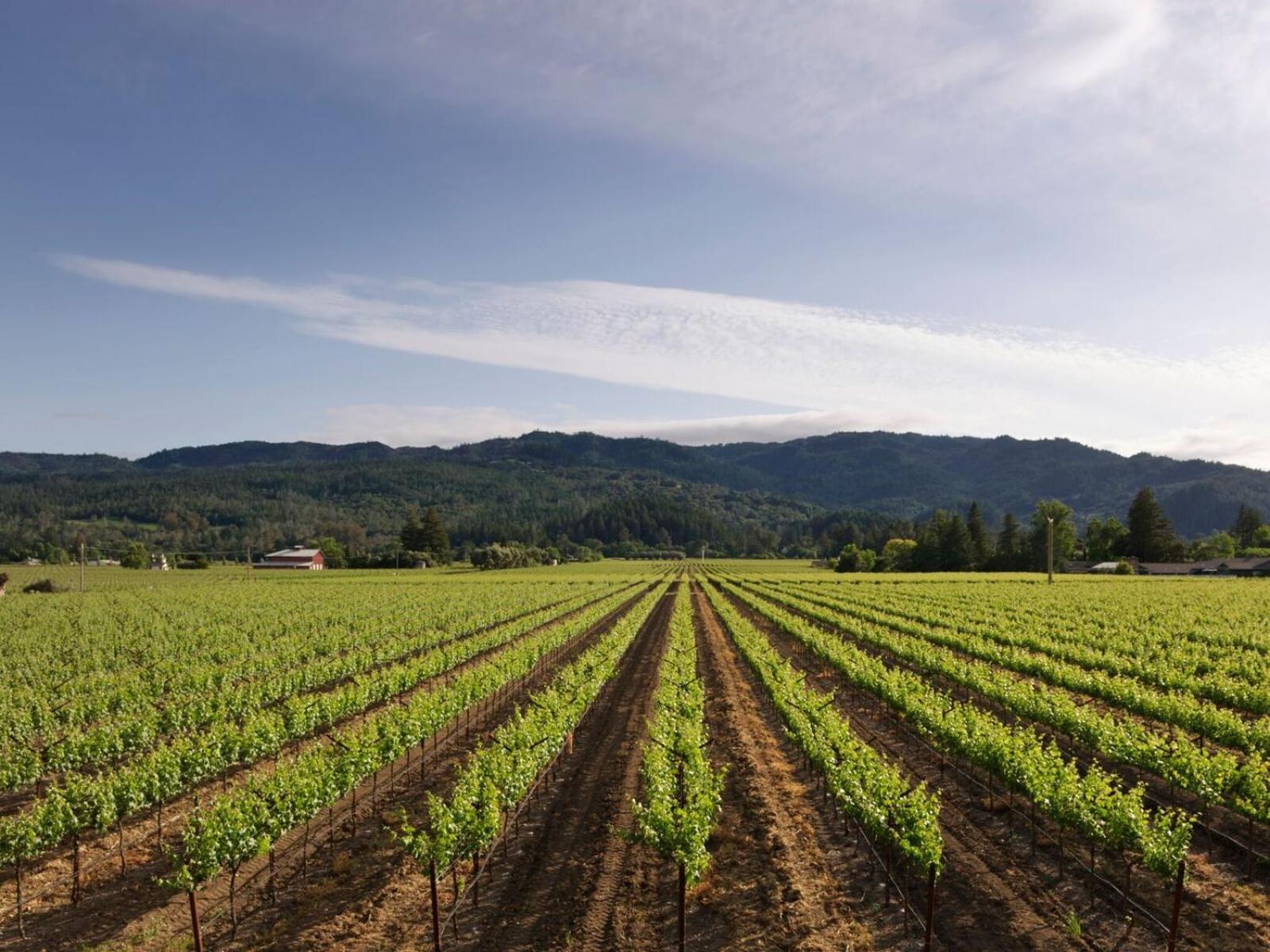 King Vineyard View Collection - Photo 4