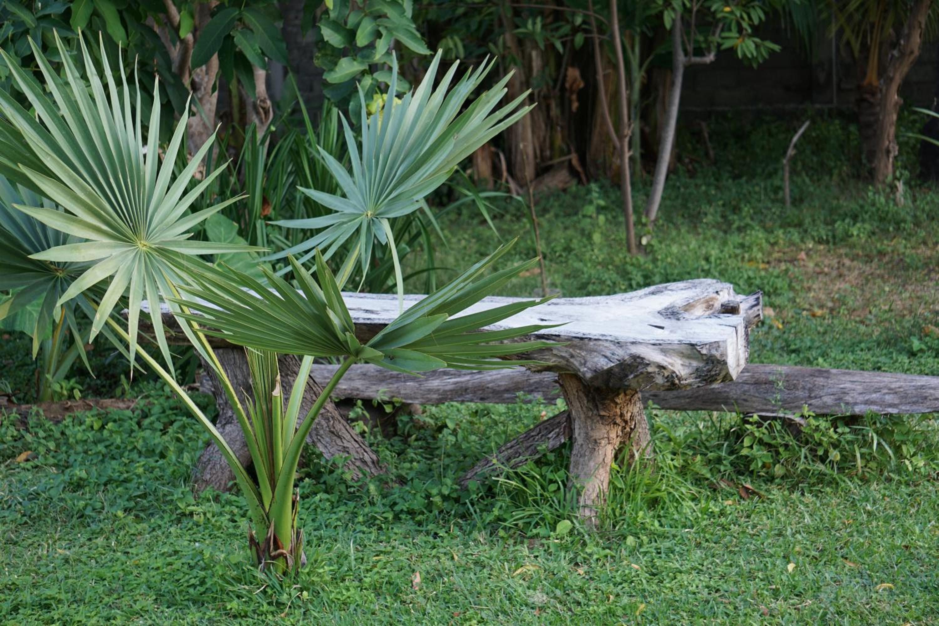 Bungalow with Garden View photo 3