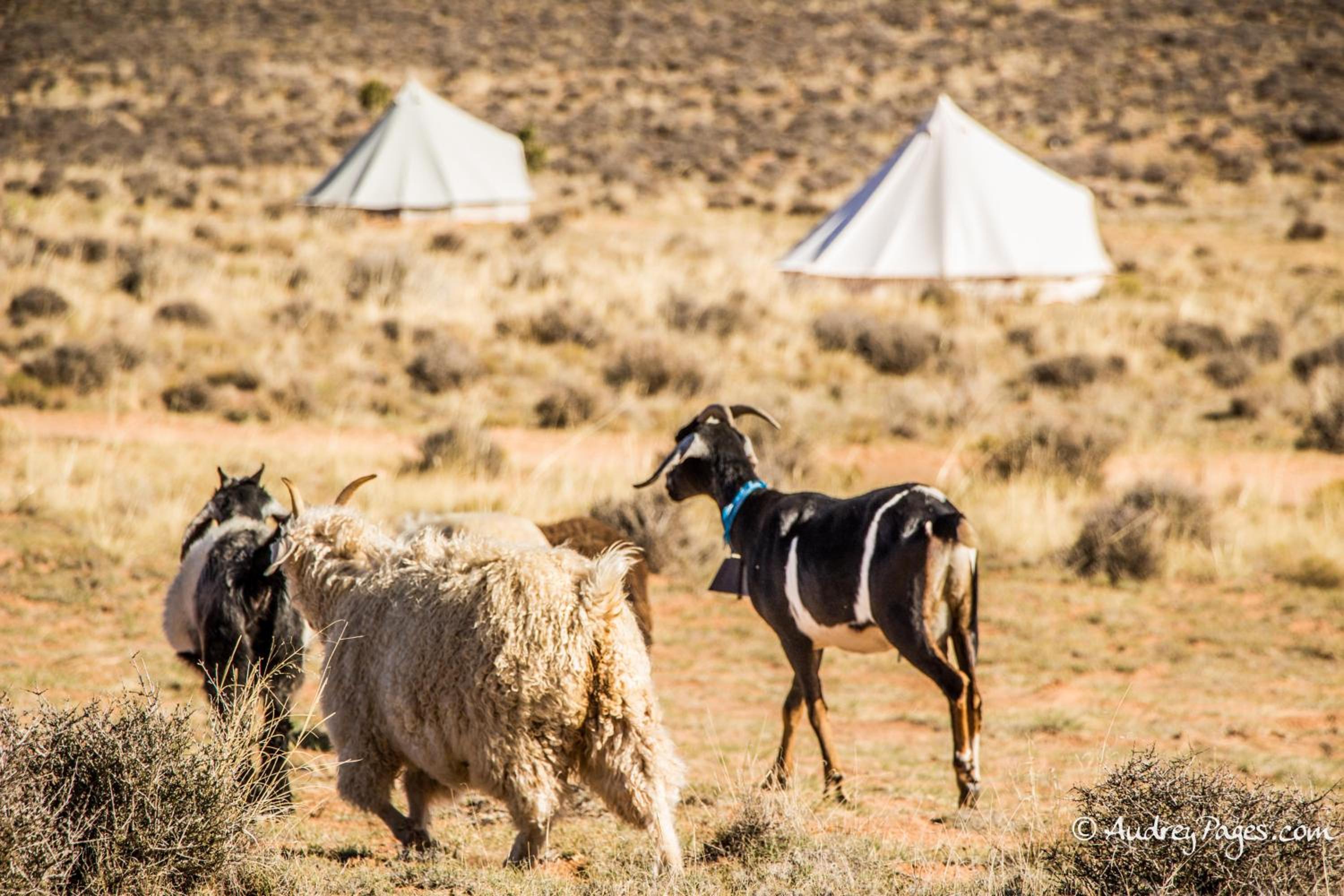 Bell Tent (1) - Photo 3