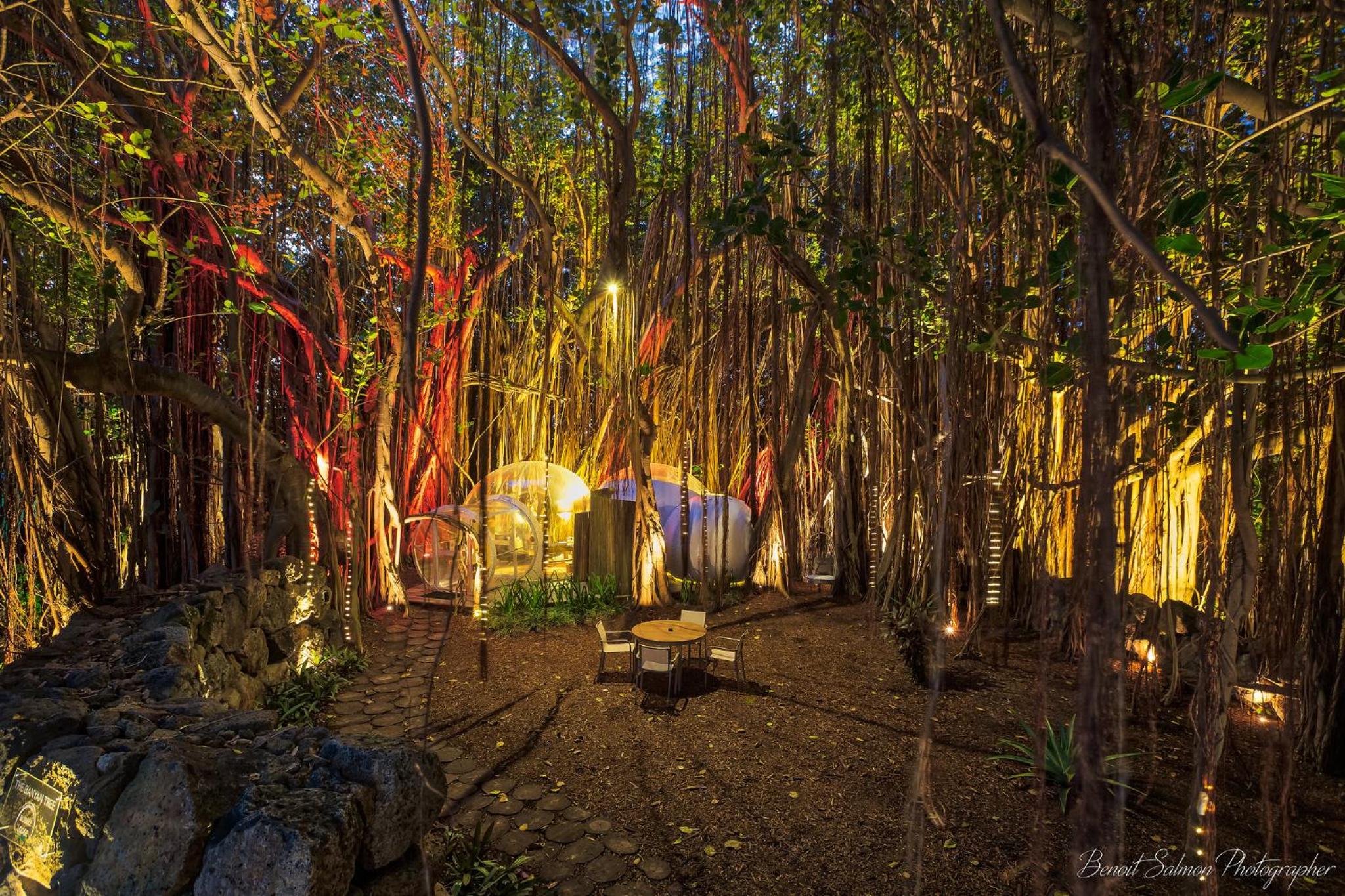 BUBBLE Banyan Tree