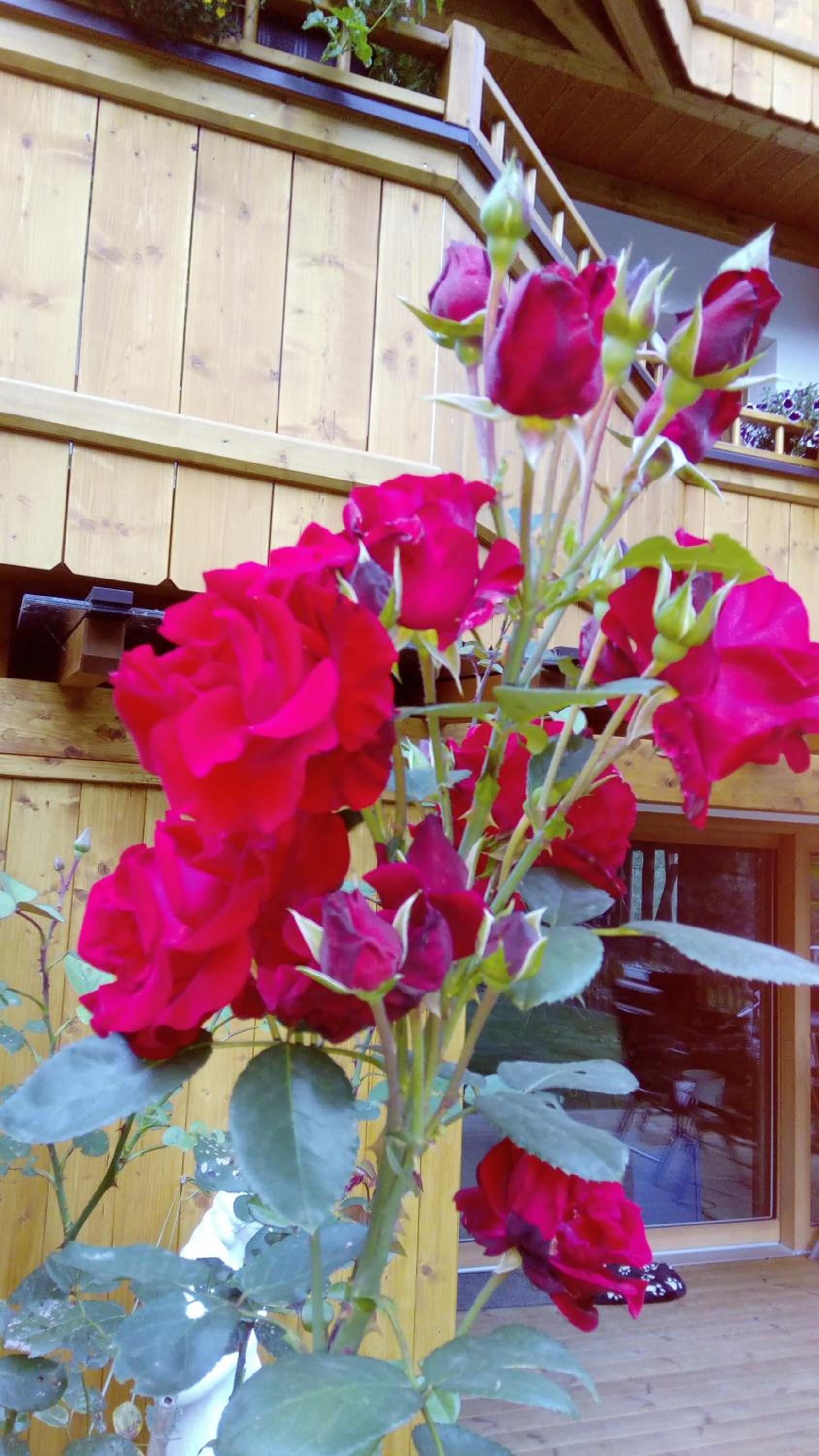 Apartment with Terrace photo 3