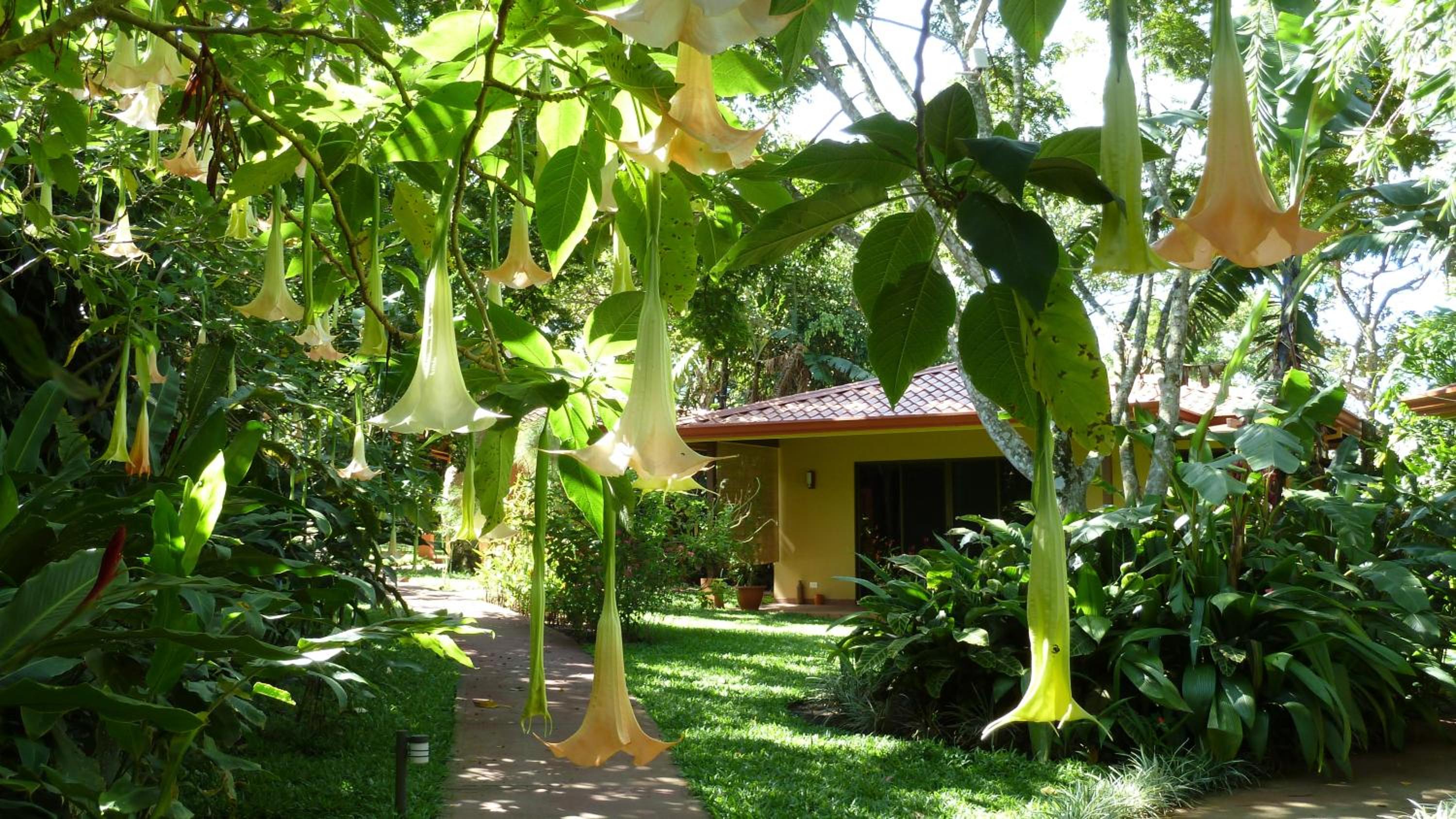 Bungalow (2 Adults) photo 1