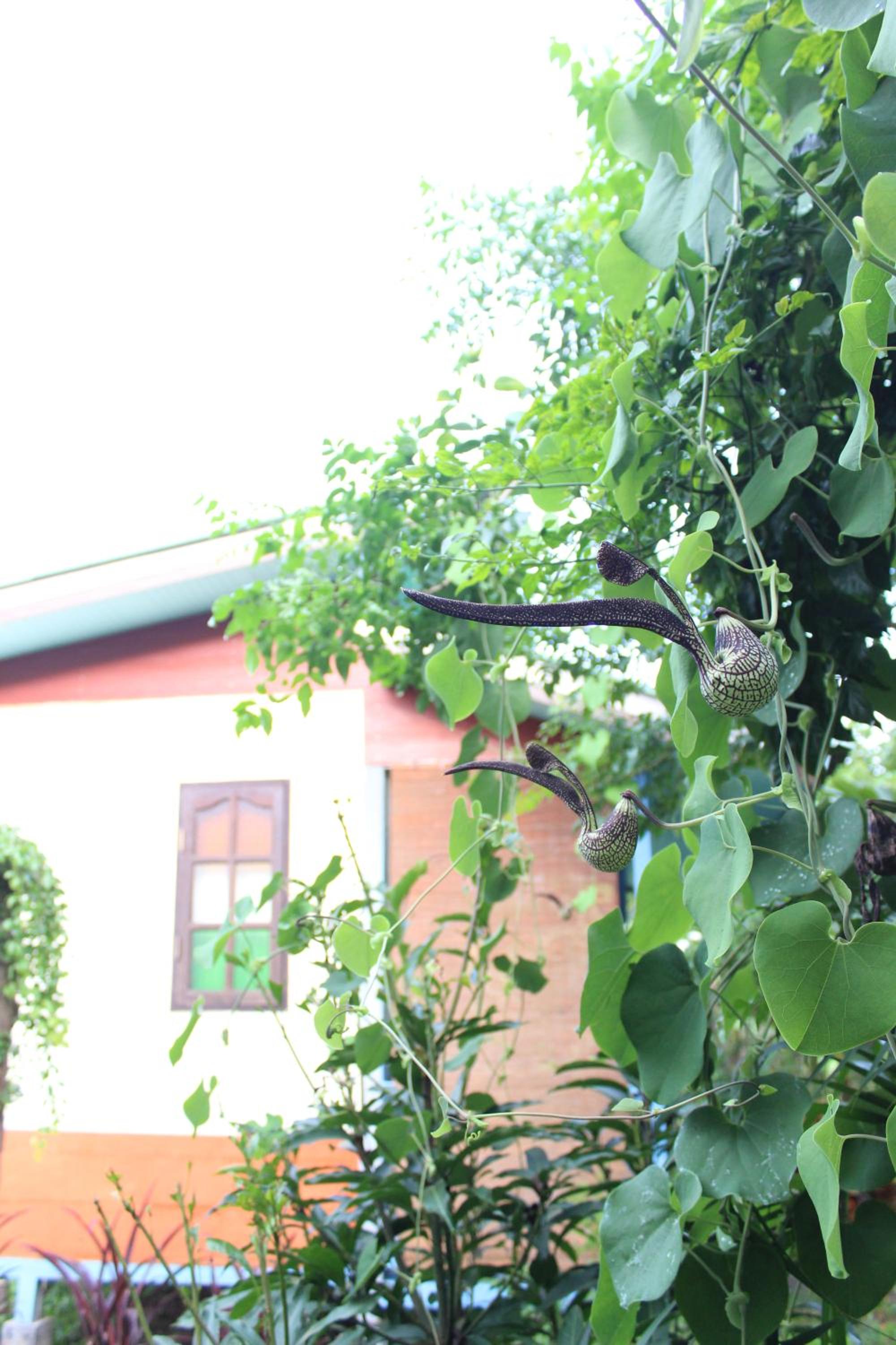 Triple Room with Garden View - Photo 2