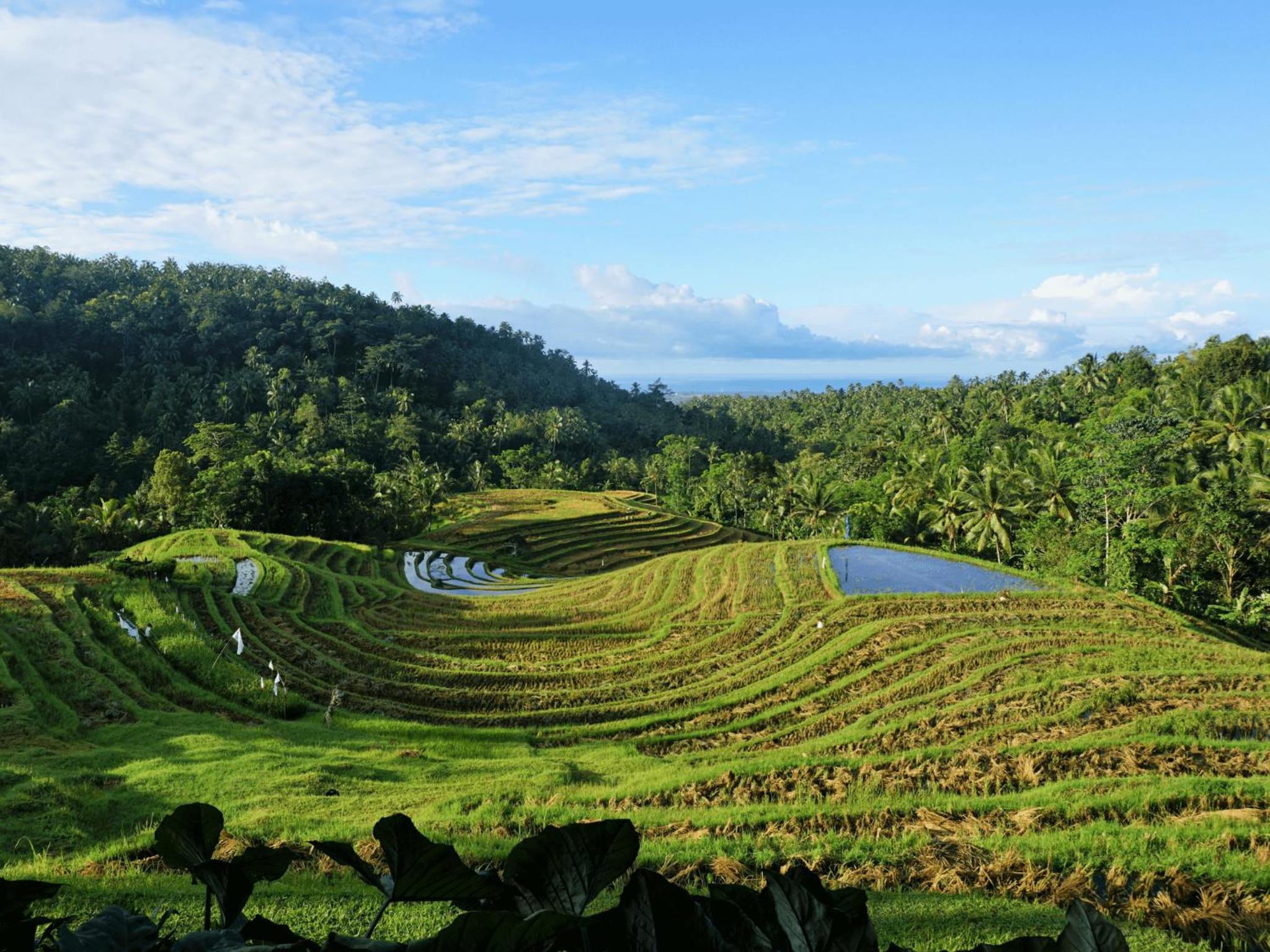 Villa Manggis - Deluxe Bungalow with Rice Field View photo 3