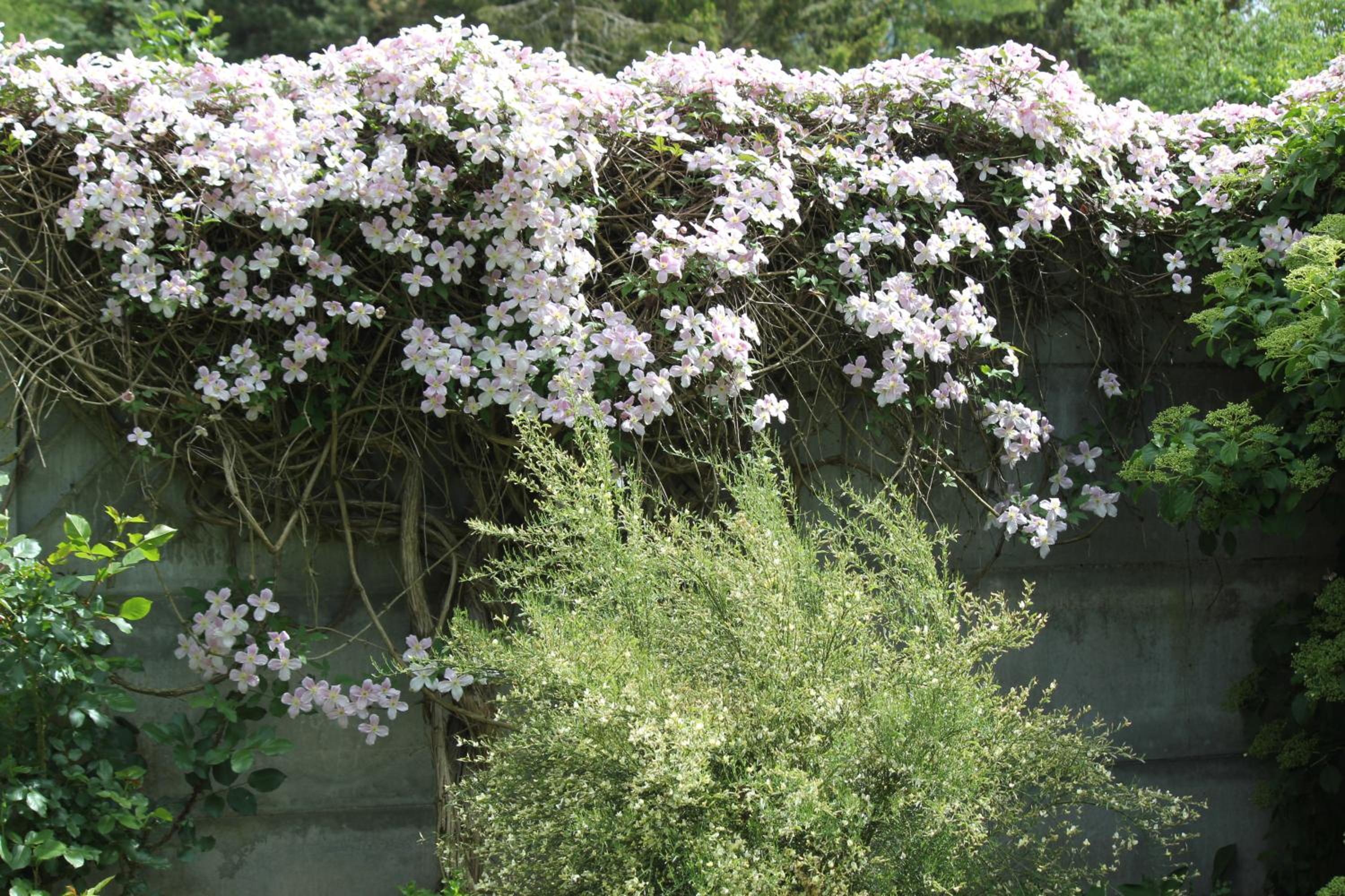 Double Room with Garden View photo 2
