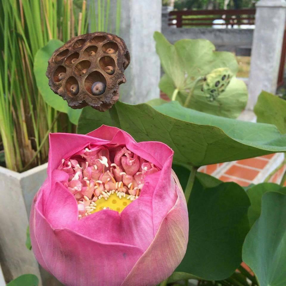 Deluxe Villa with Garden View photo 2