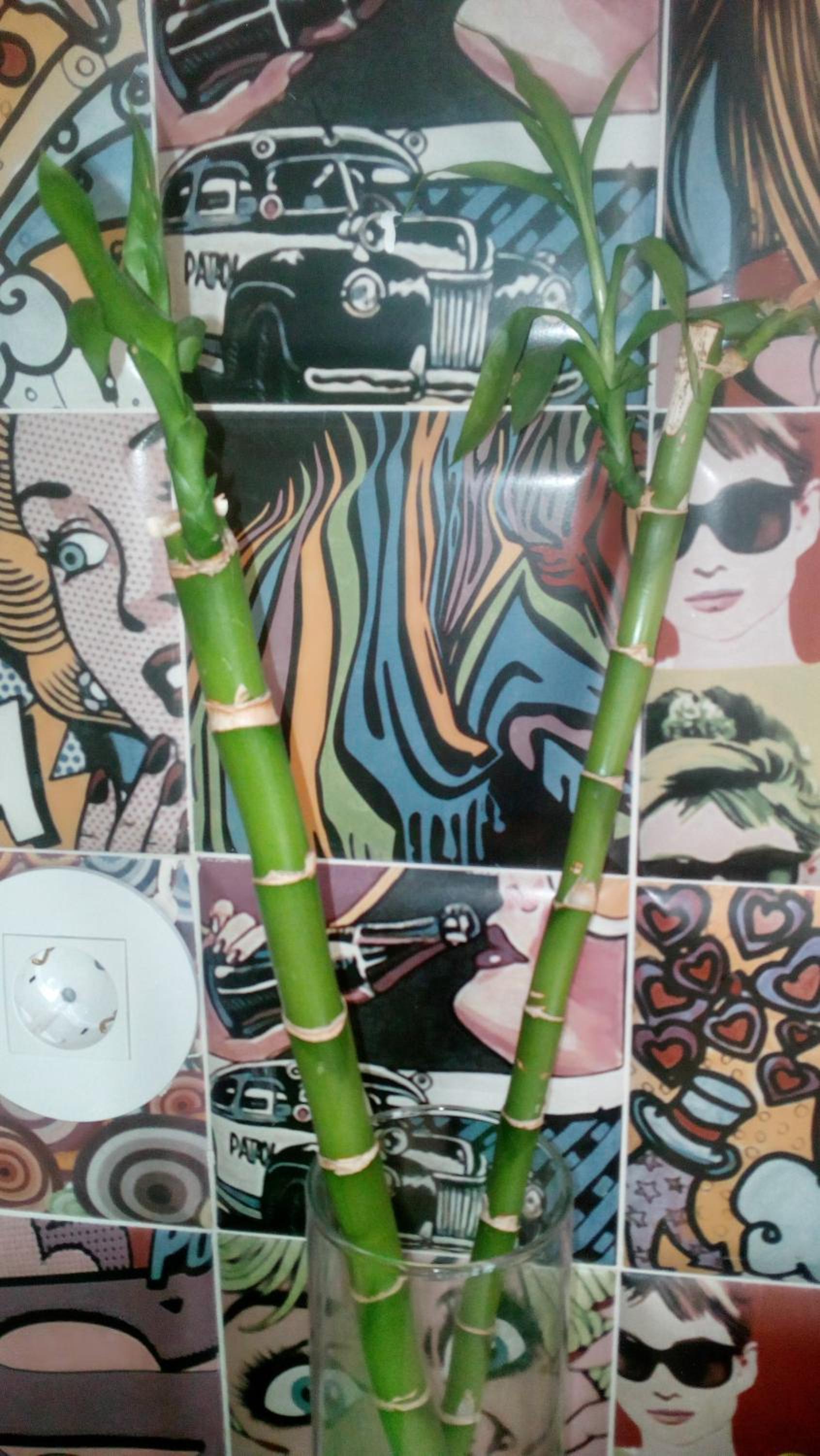 Studio 2 Pop Art - Photo 28