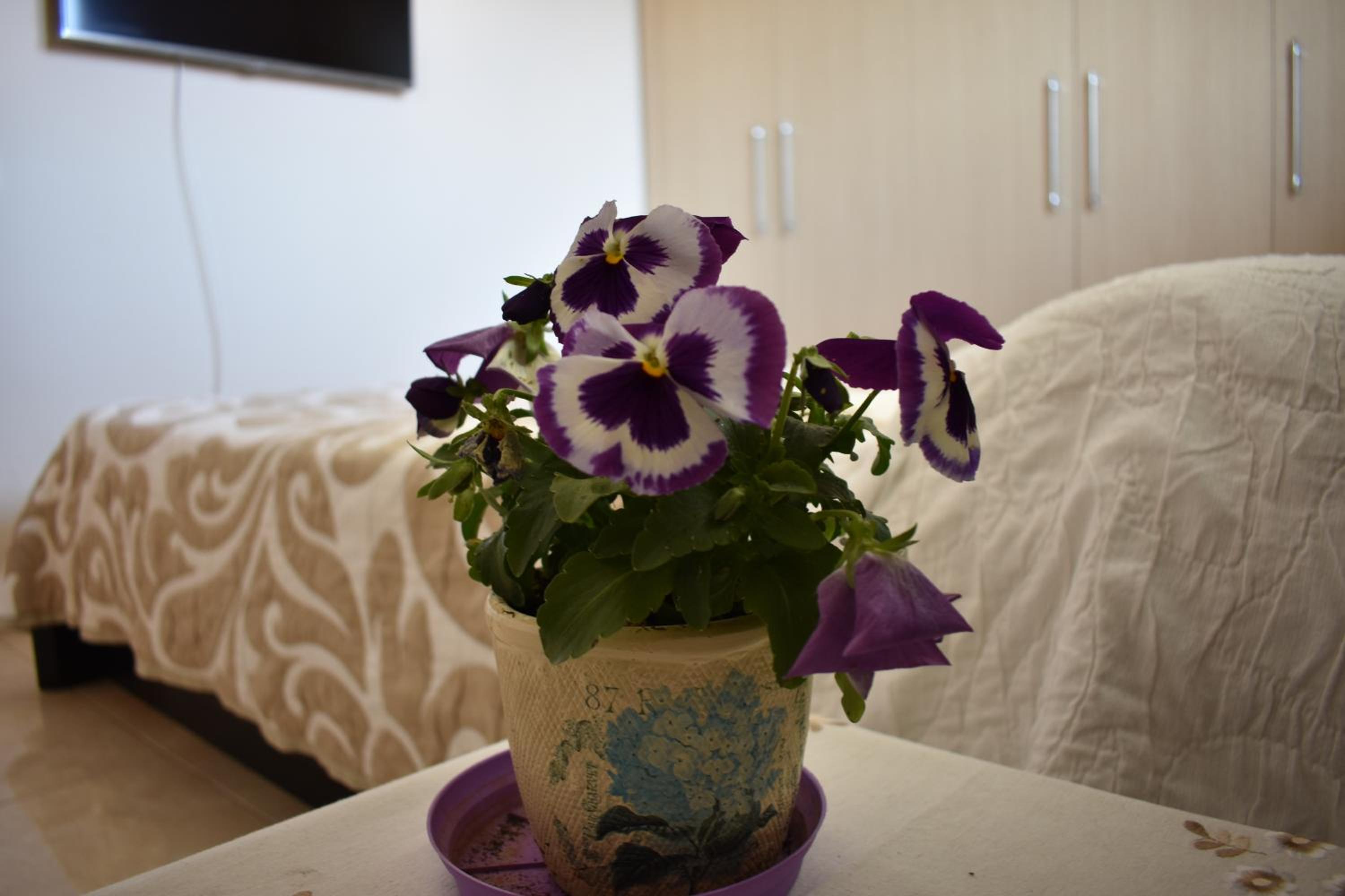 Apartment - Photo 1