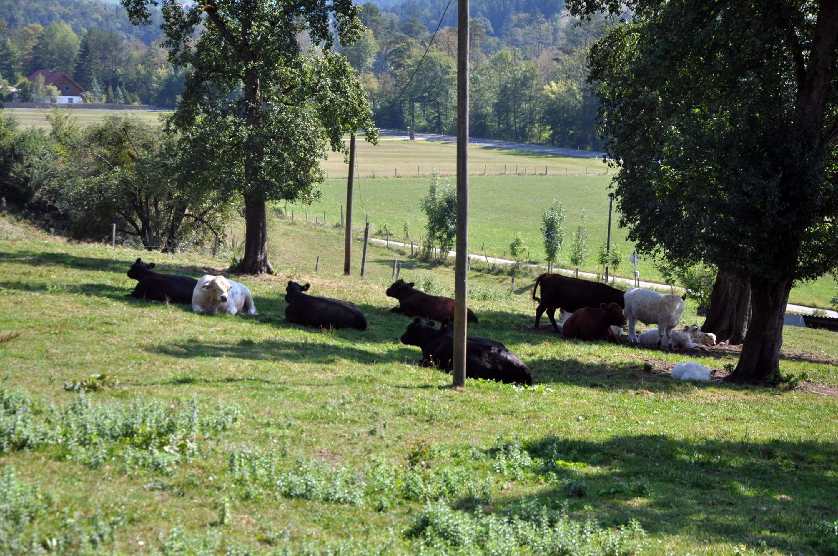Mostheuriger Steyrdurchbruchalm , Zdjęcie 20