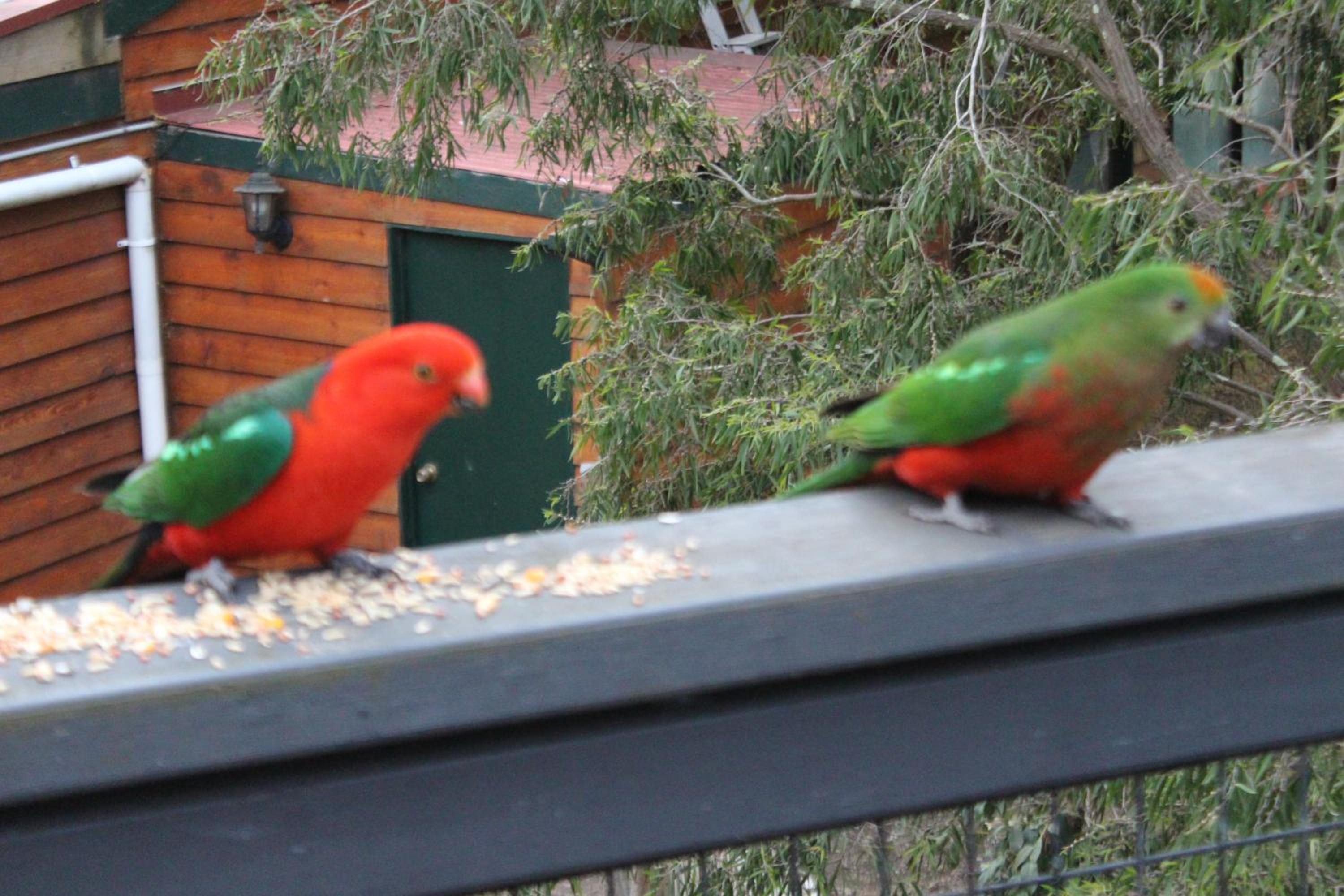 Studio Cottage - No Pets Allowed, photo 7