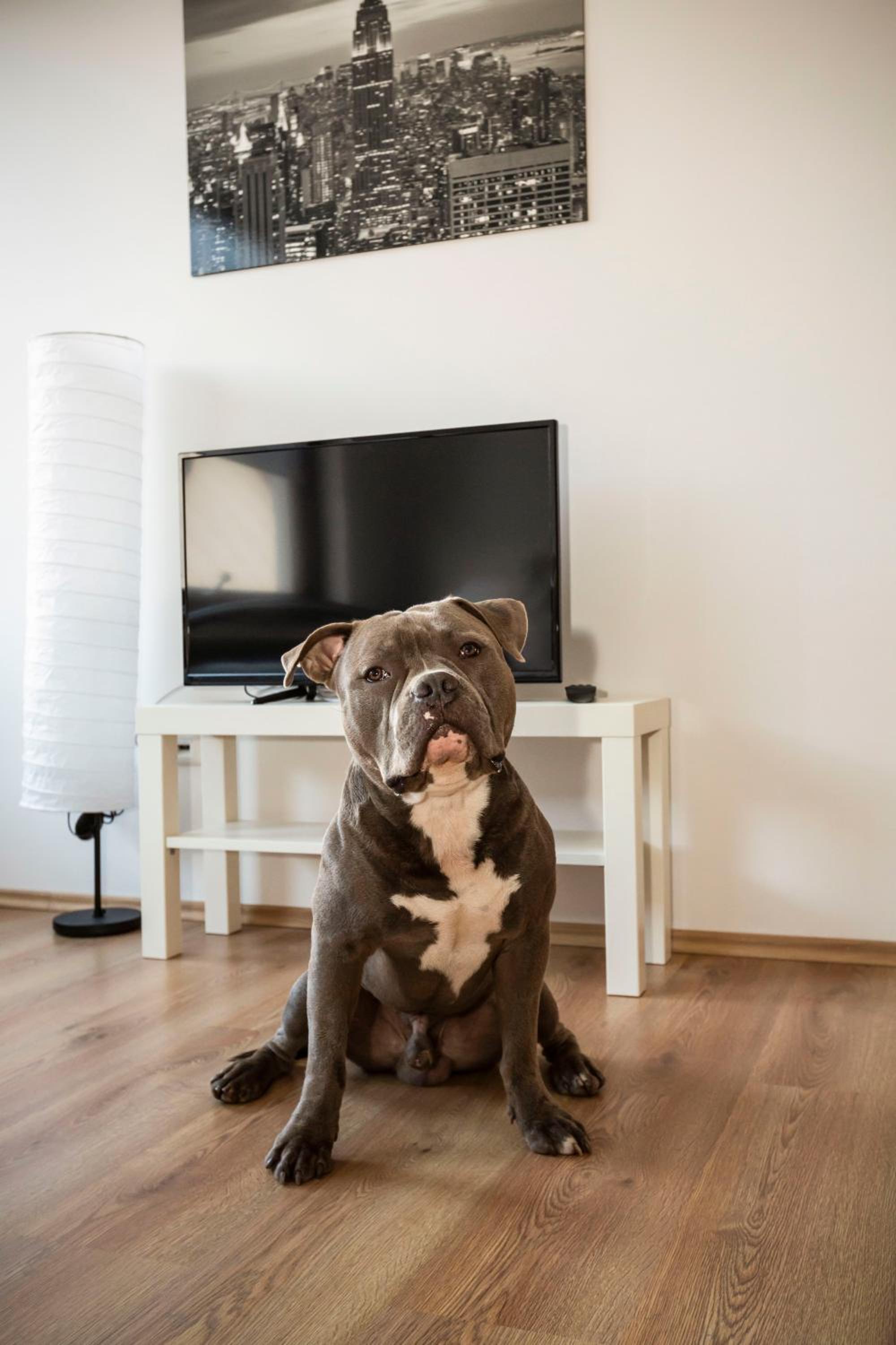 Apartment - Photo 7