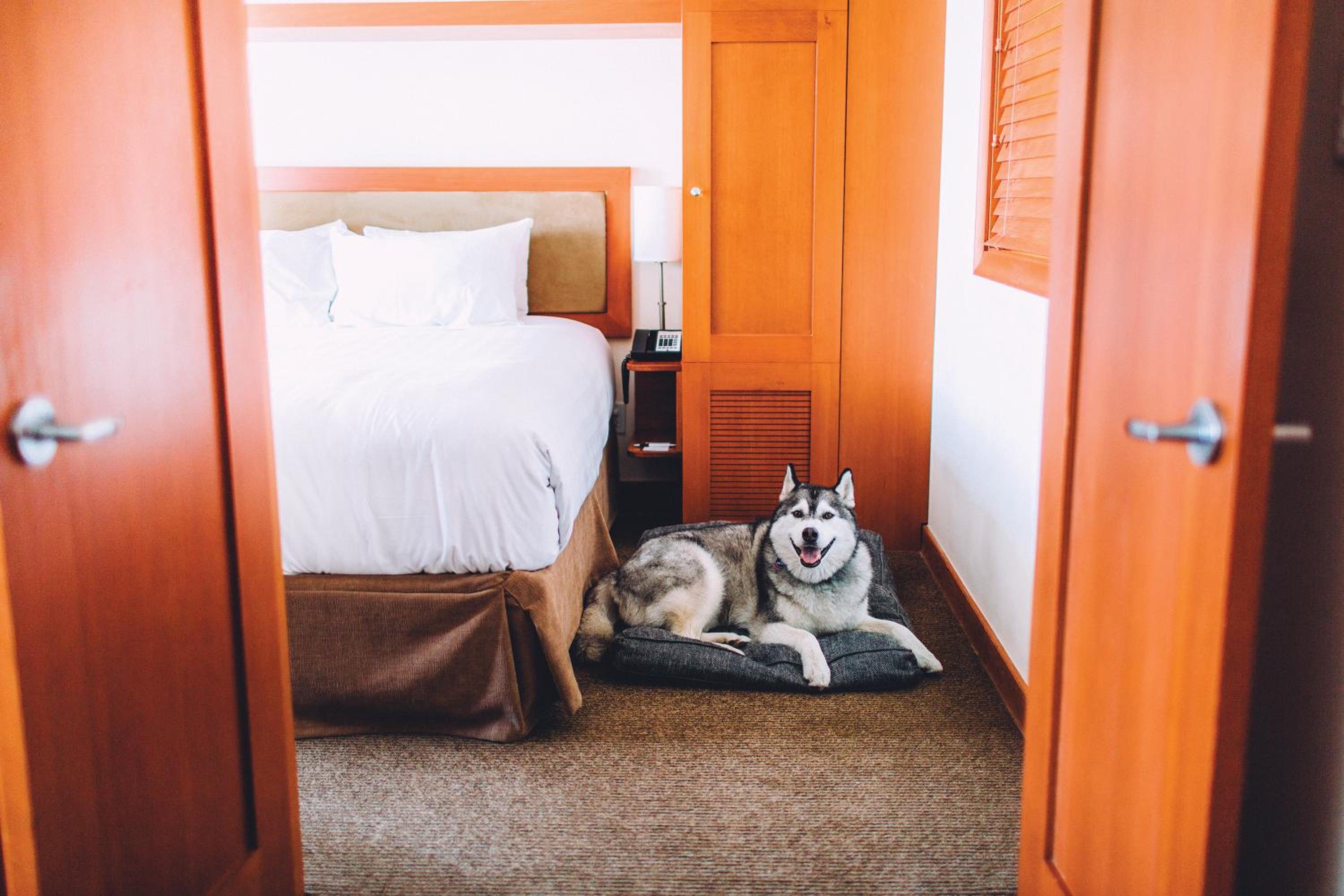 One Bedroom Lower Floor Suite - Photo 4