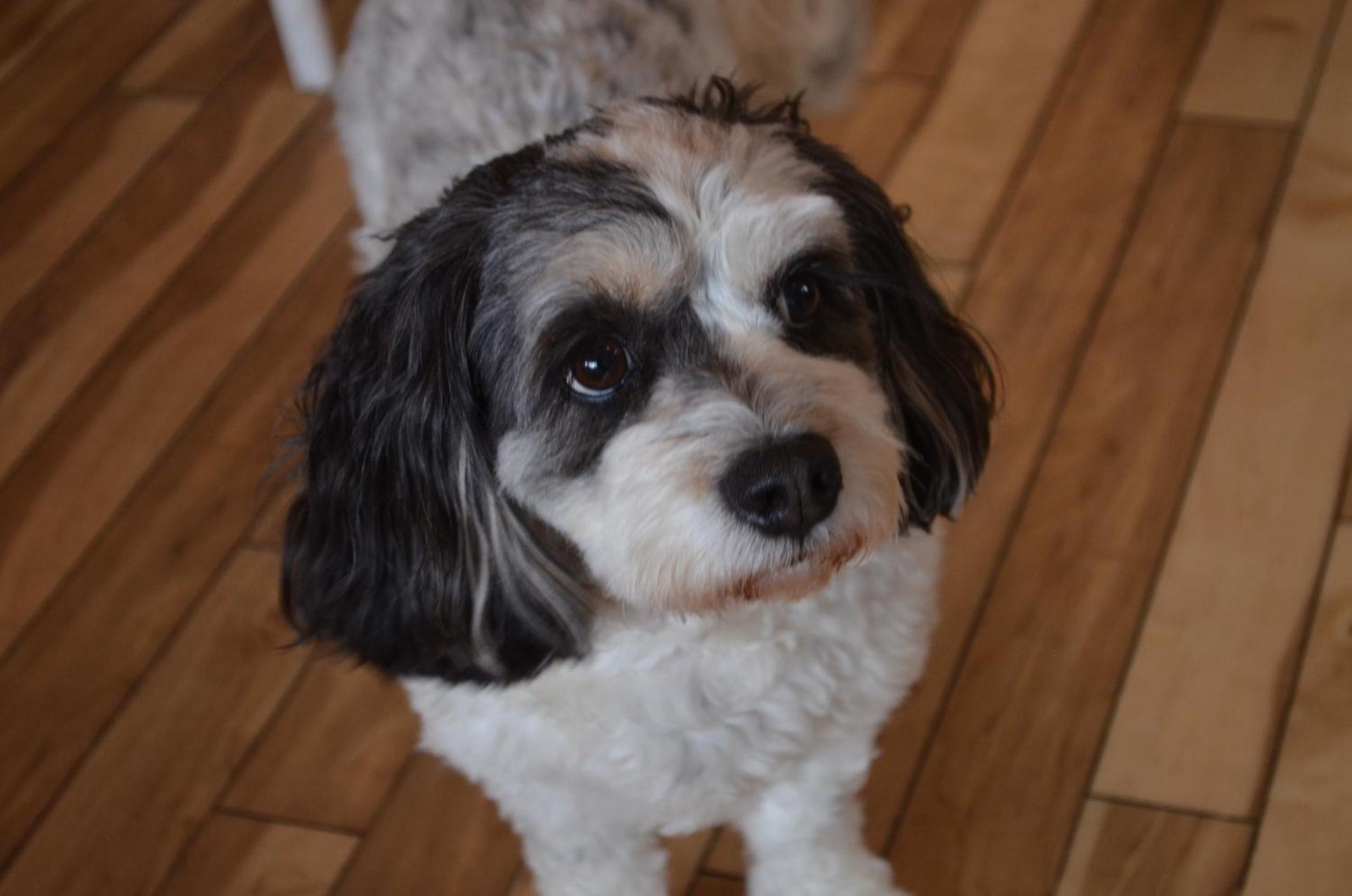 Family Room - Pet Friendly - Photo 2
