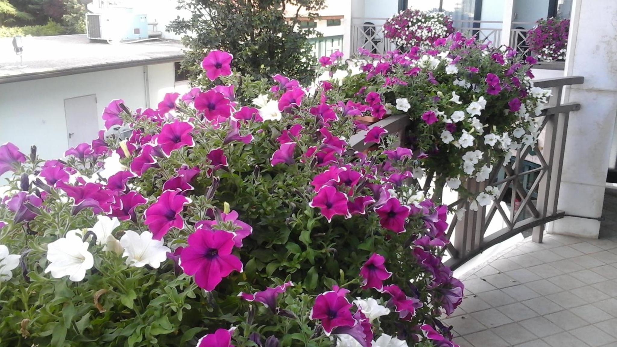 Single Room with Balcony photo 2