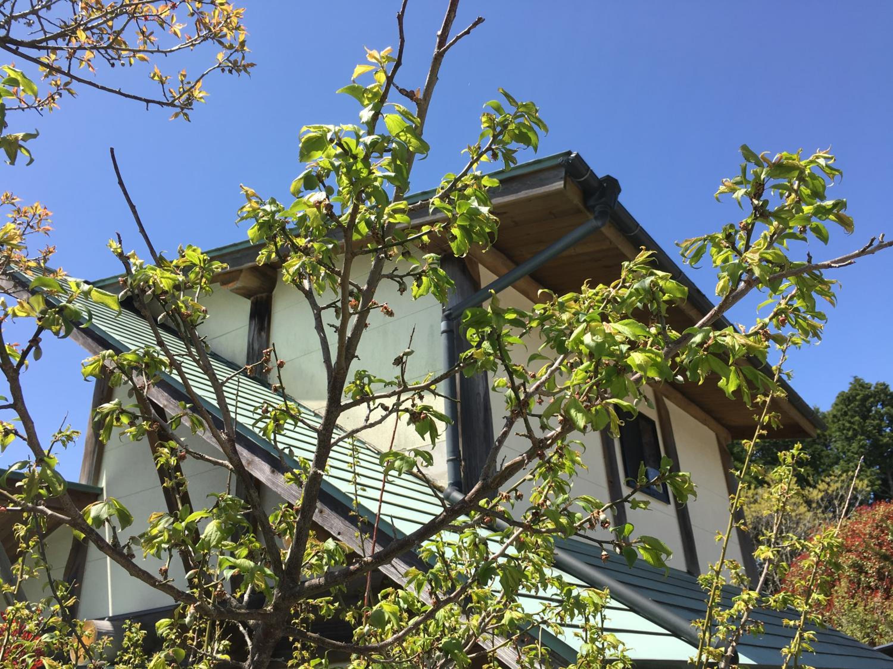 Standard Cottage - Photo 9