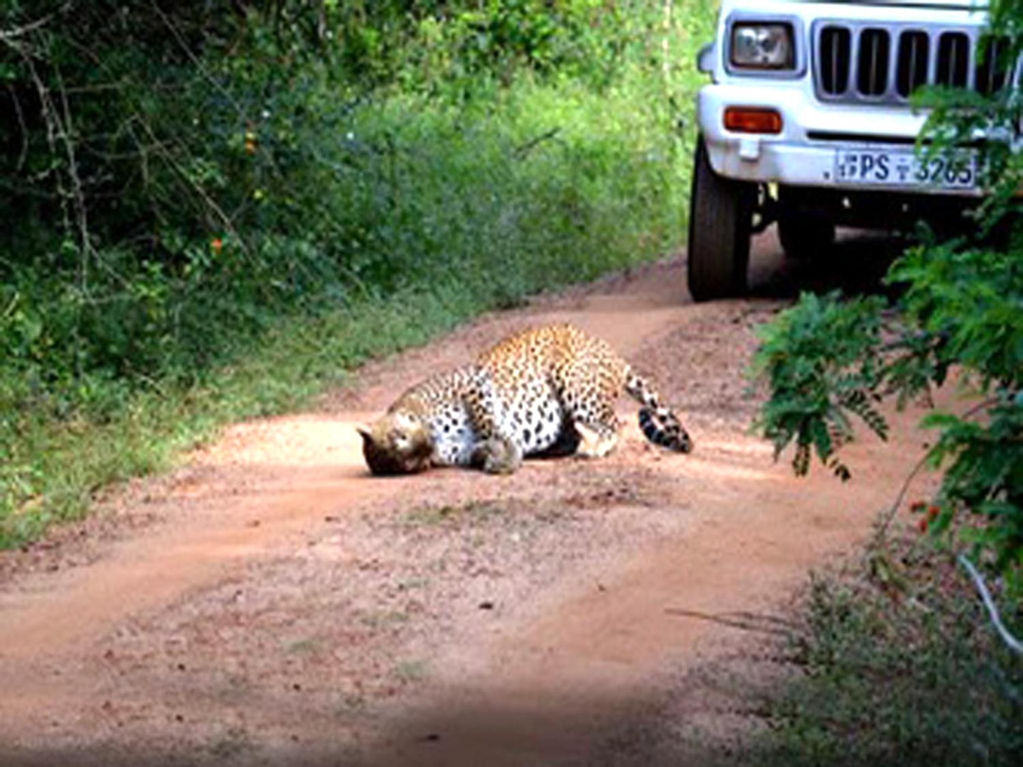 Deluxe Double Room with Safari photo 3