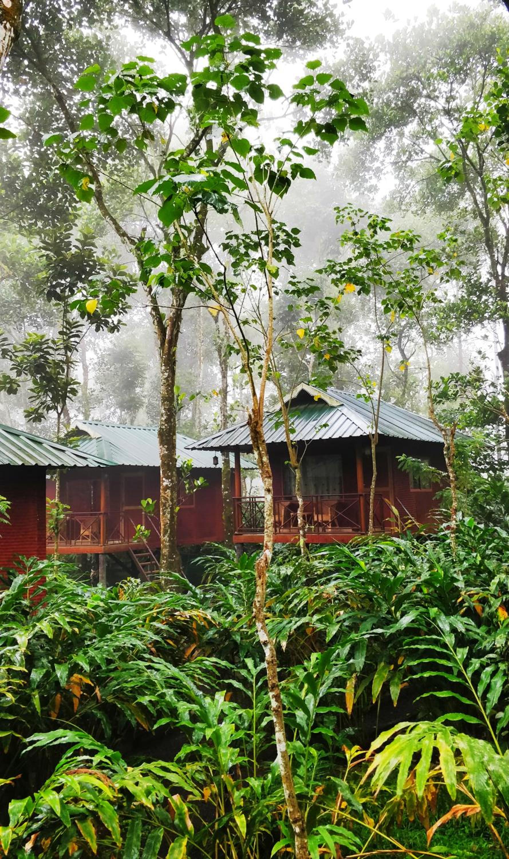 Standard Tree House photo 2