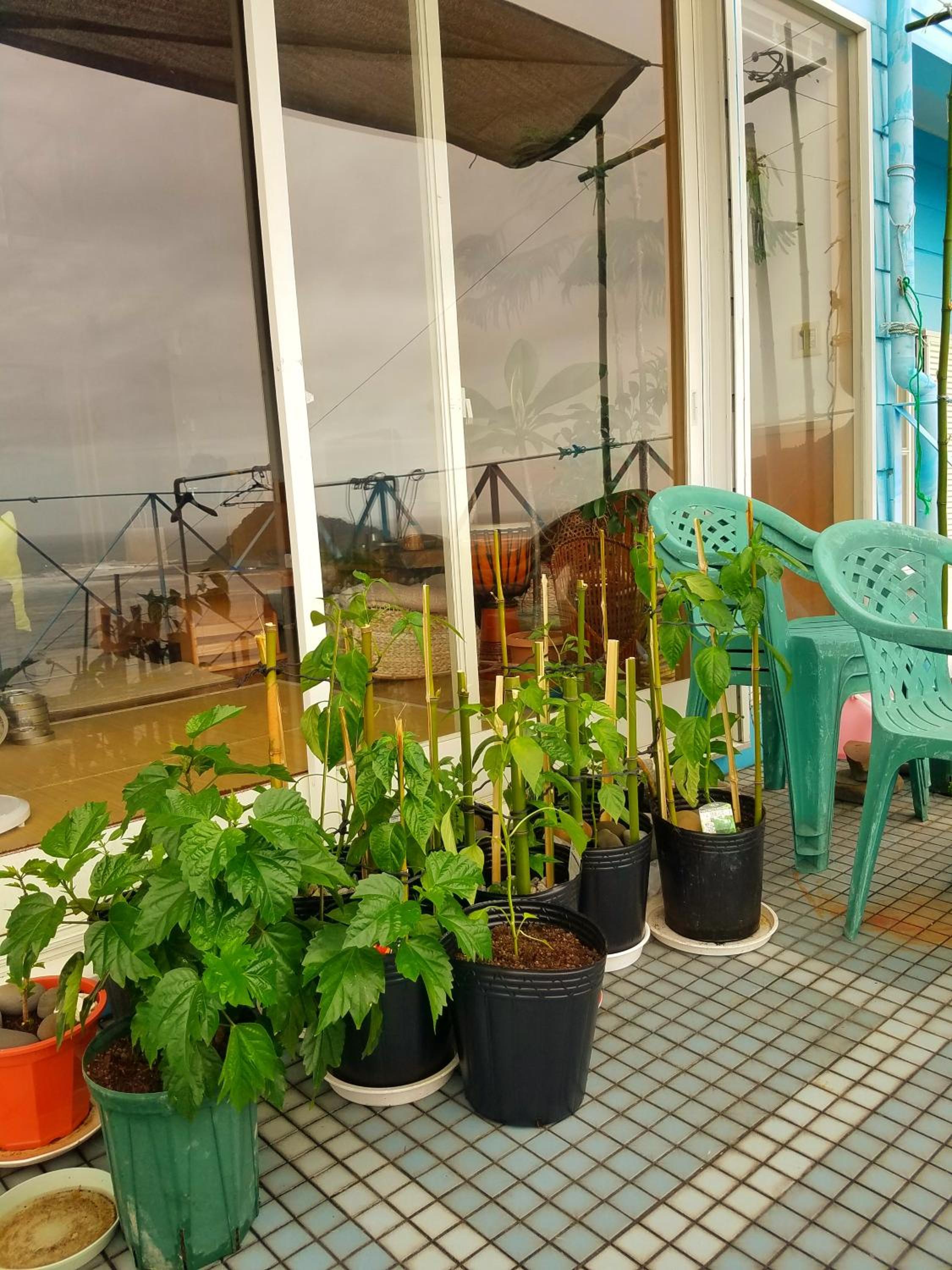 Family Room with Sea View photo 2