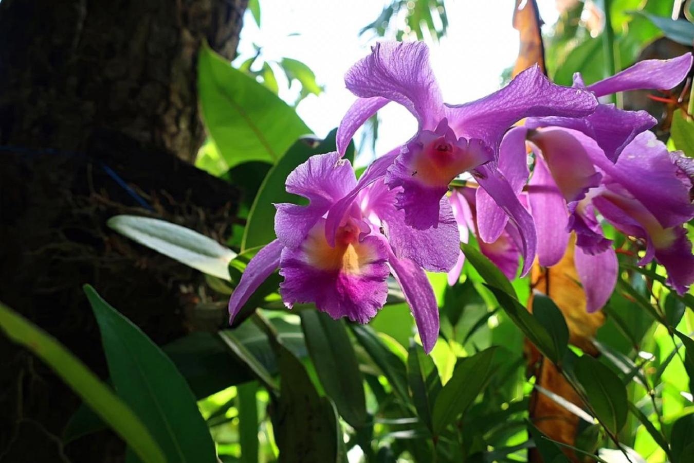 Villa Adi Mangosteen with Private Pool - Photo 7