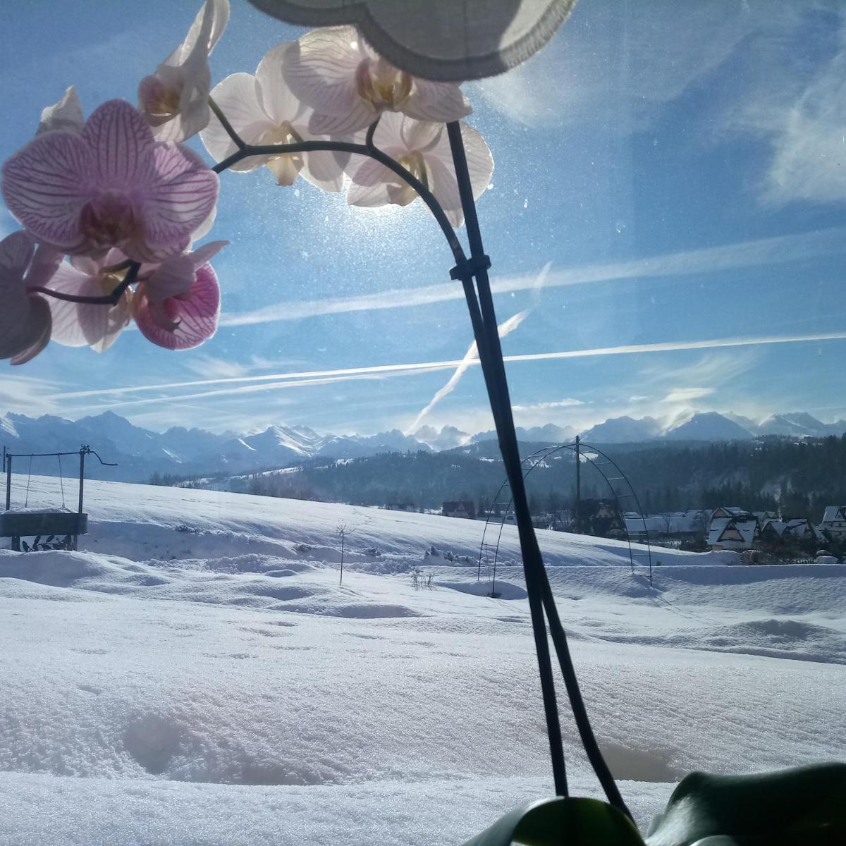 Suite with Mountain View photo 3