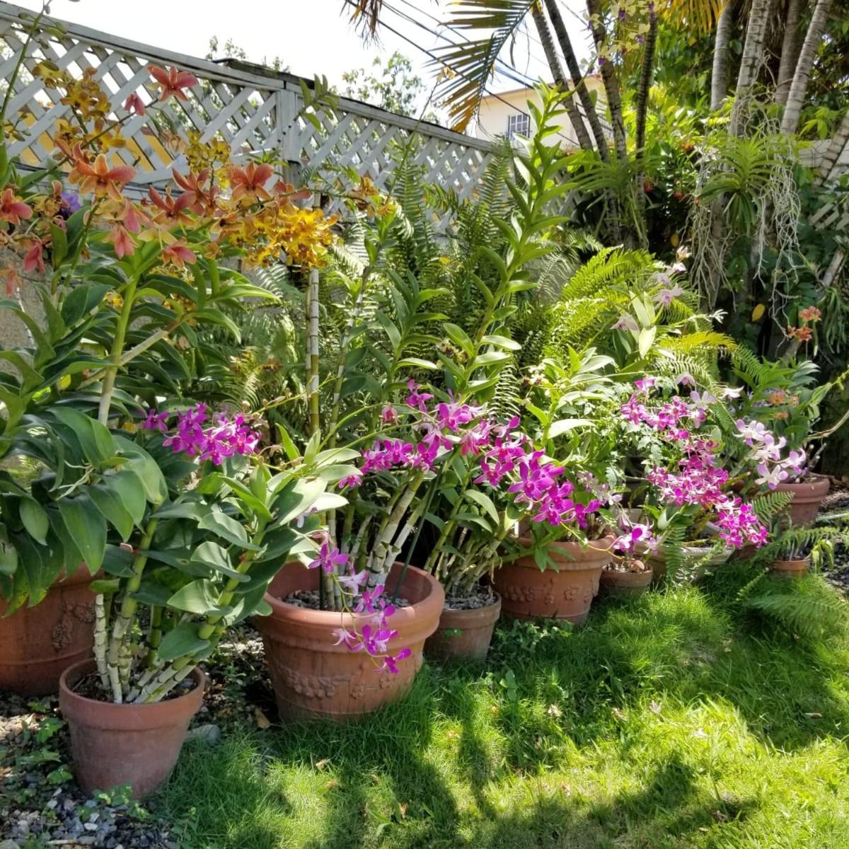 Deluxe Bungalow with Garden View photo 2