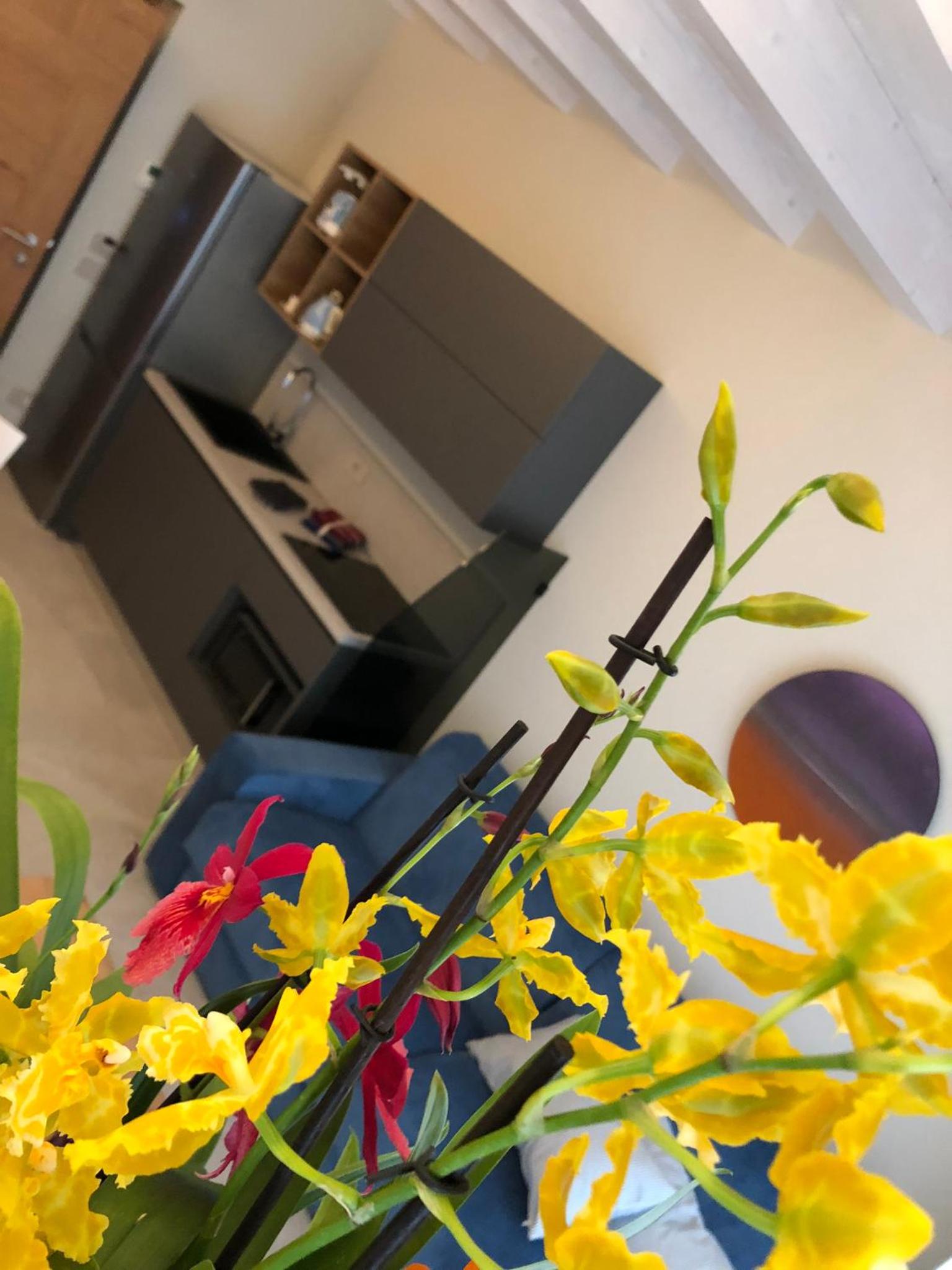 Loft with Garden photo 3