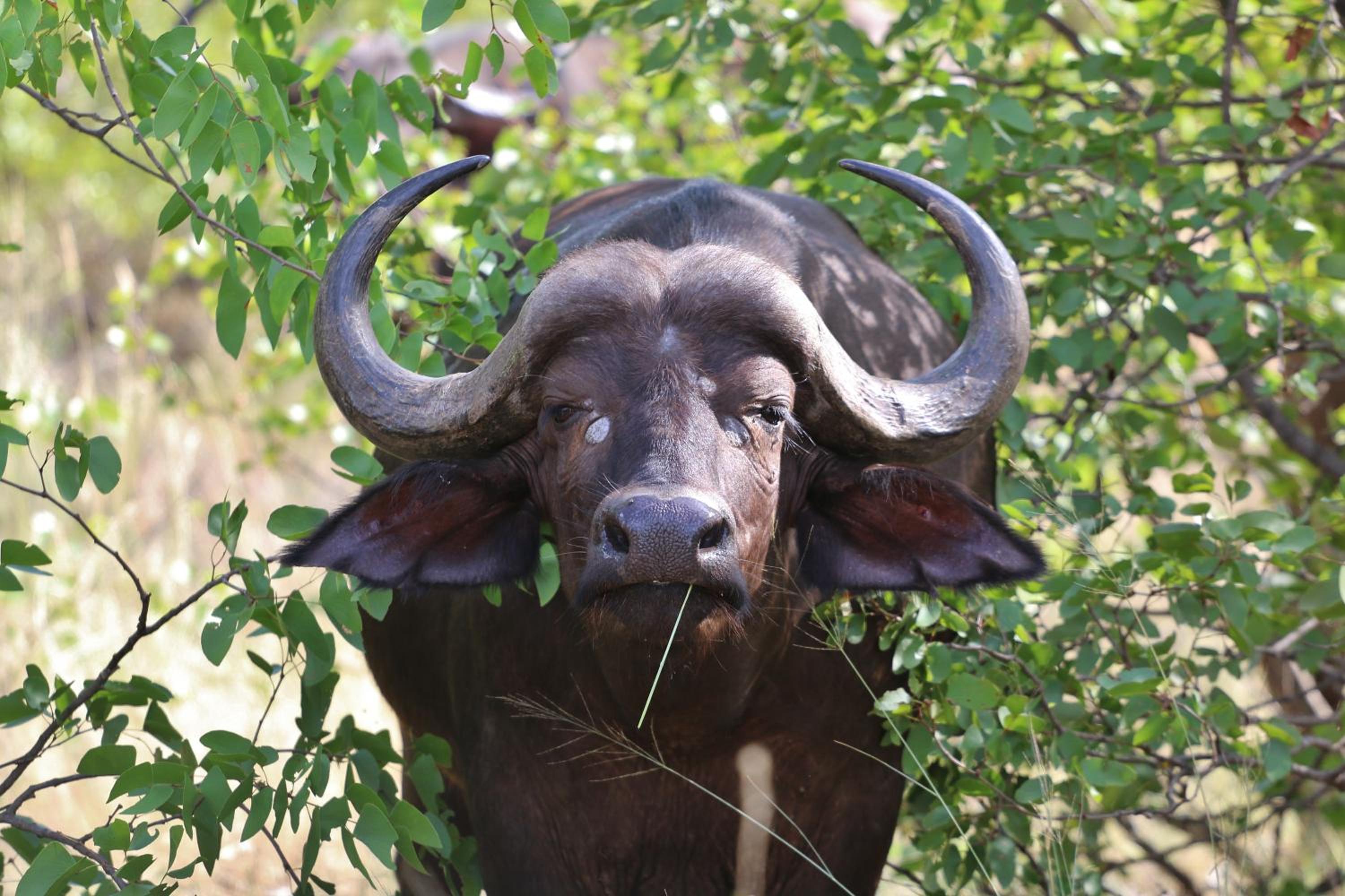 Deluxe King Room - Special Offer with Safari photo 3