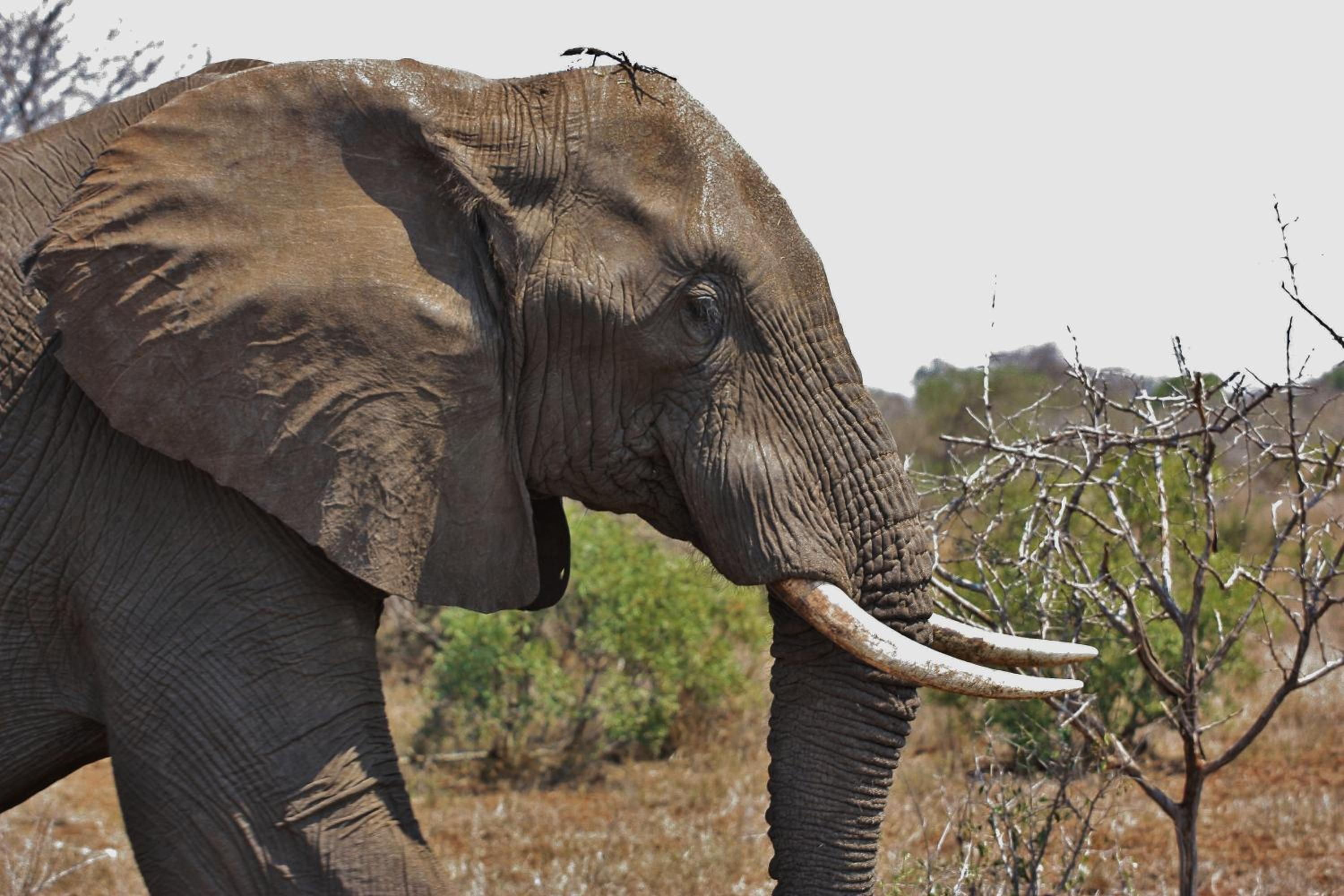 Deluxe King Room - Special Offer with Safari photo 2