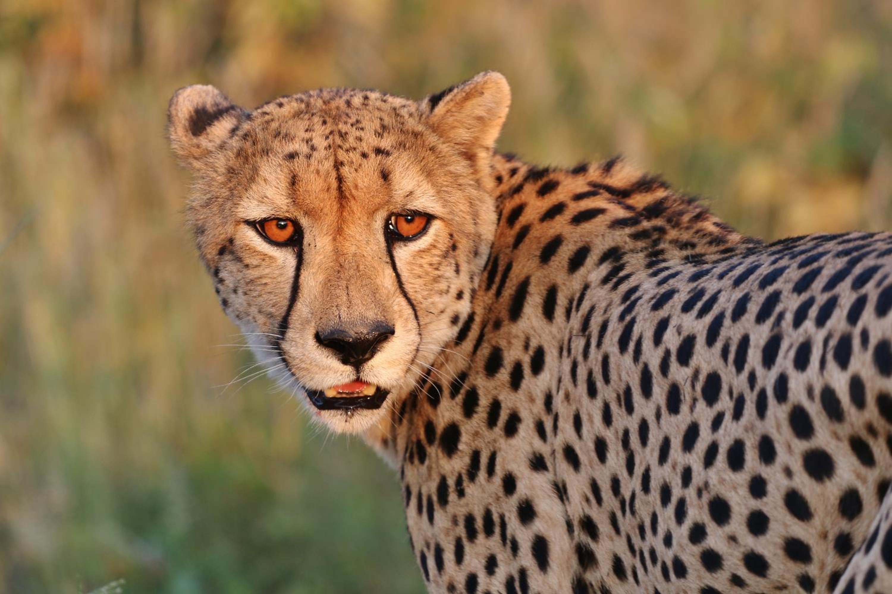 Deluxe Family Suite - Special Offer with Safari photo 2