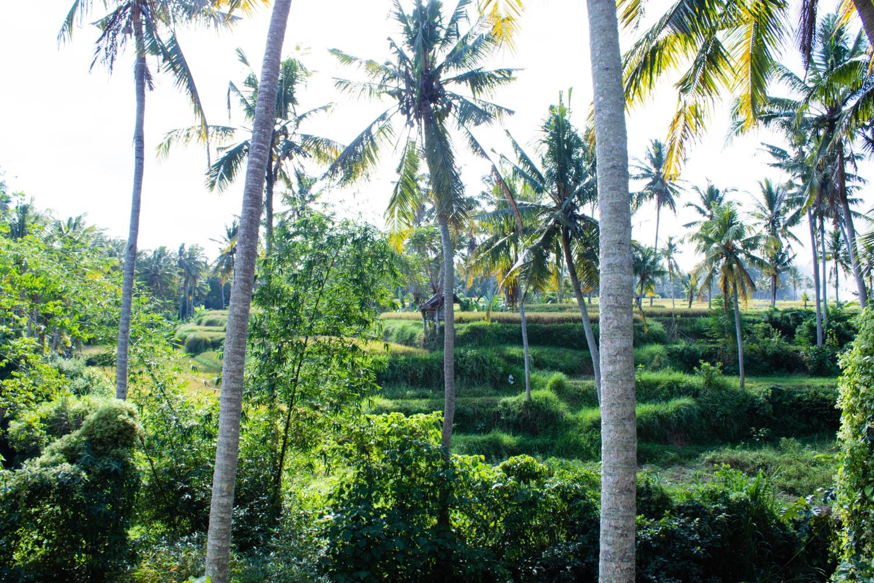 Superior Room with Rice Field View - Photo 12