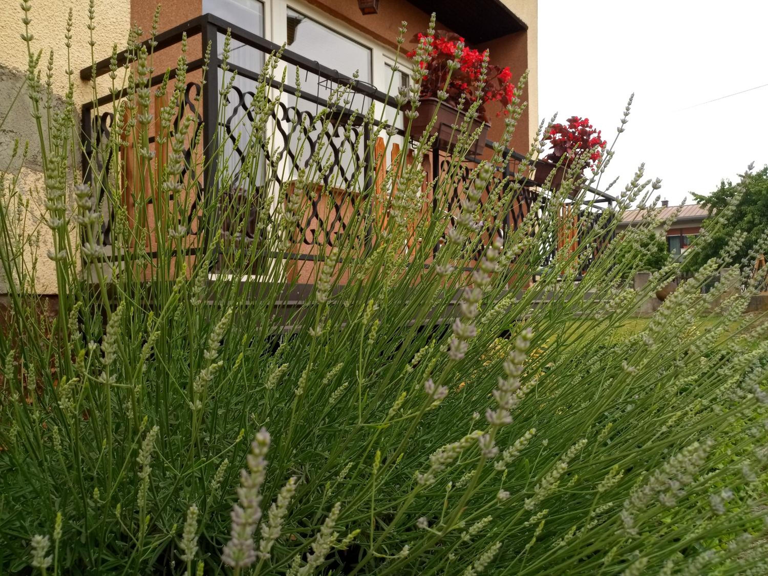 Apartment with Garden View - Photo 5