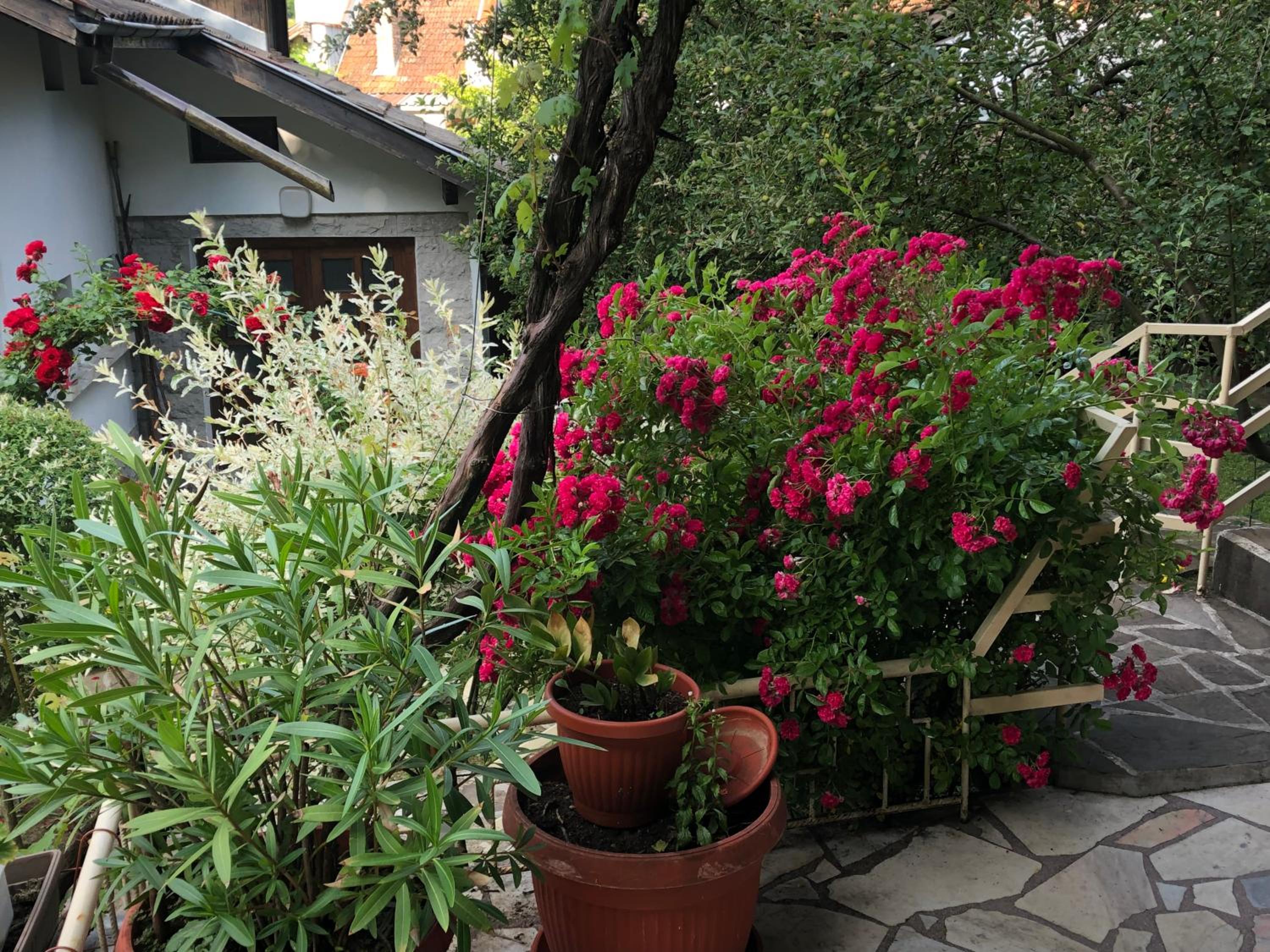 Apartment with Garden View photo 3