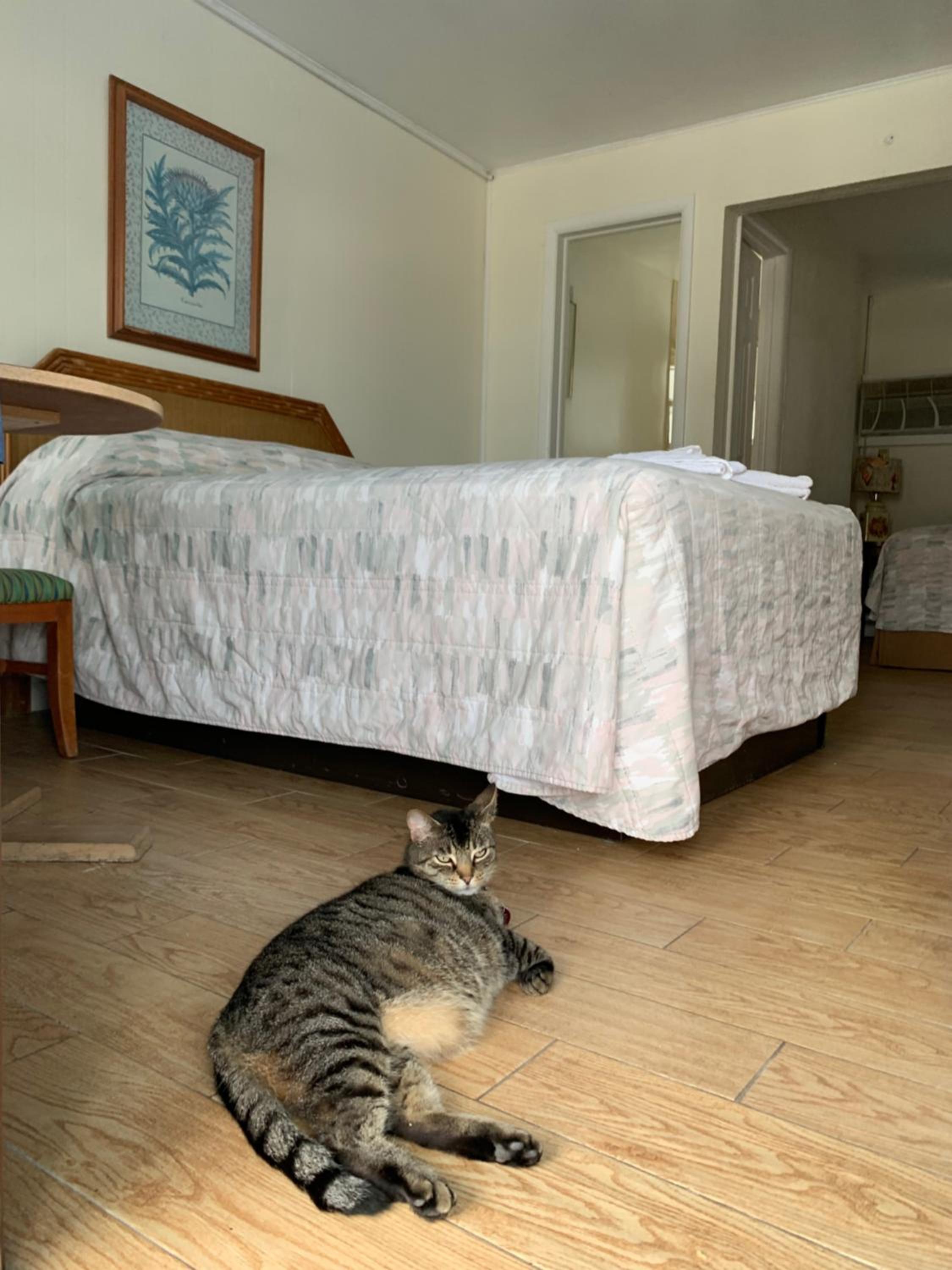 Standard Room with Two Double Beds photo 3