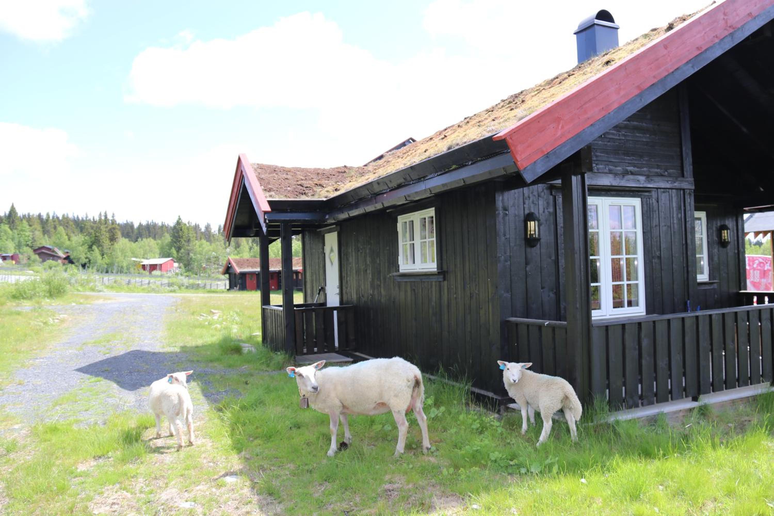 Family Bungalow photo 3