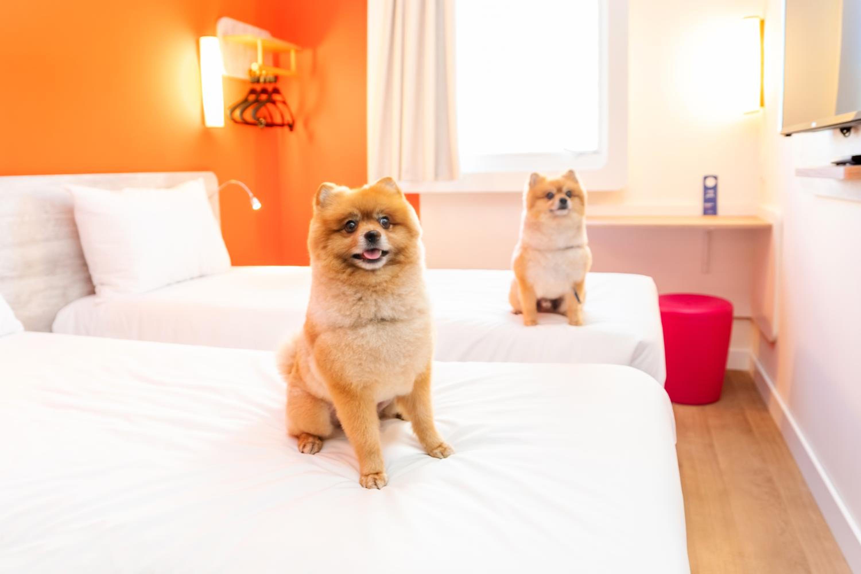 Standard Twin Room - Photo 5