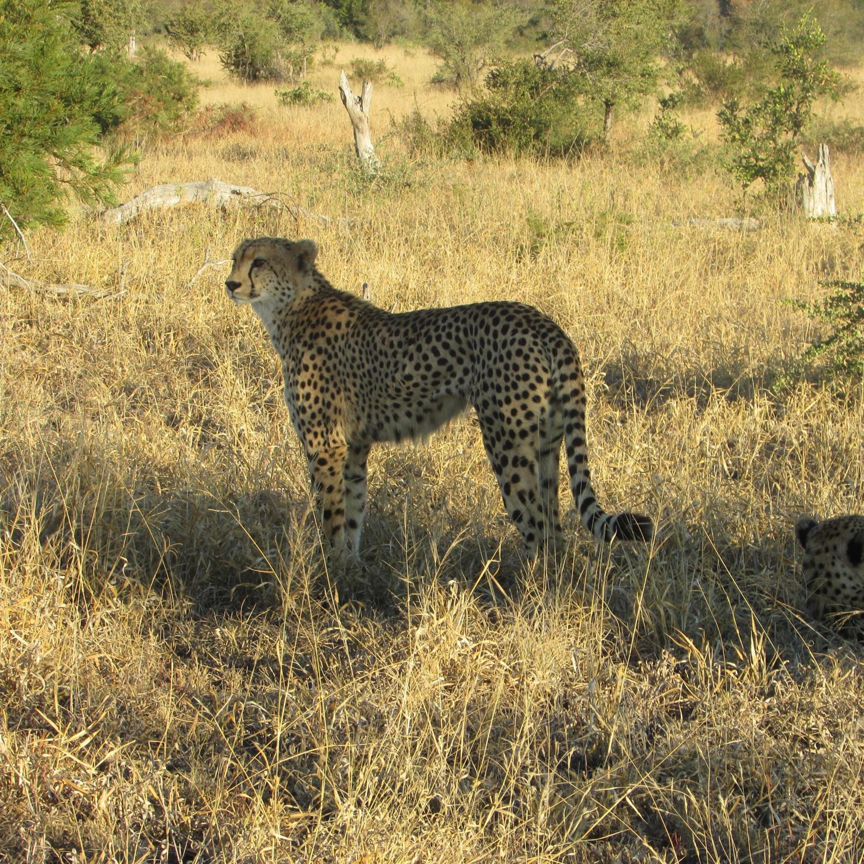 Deluxe Tent with Game Drive - Photo 16