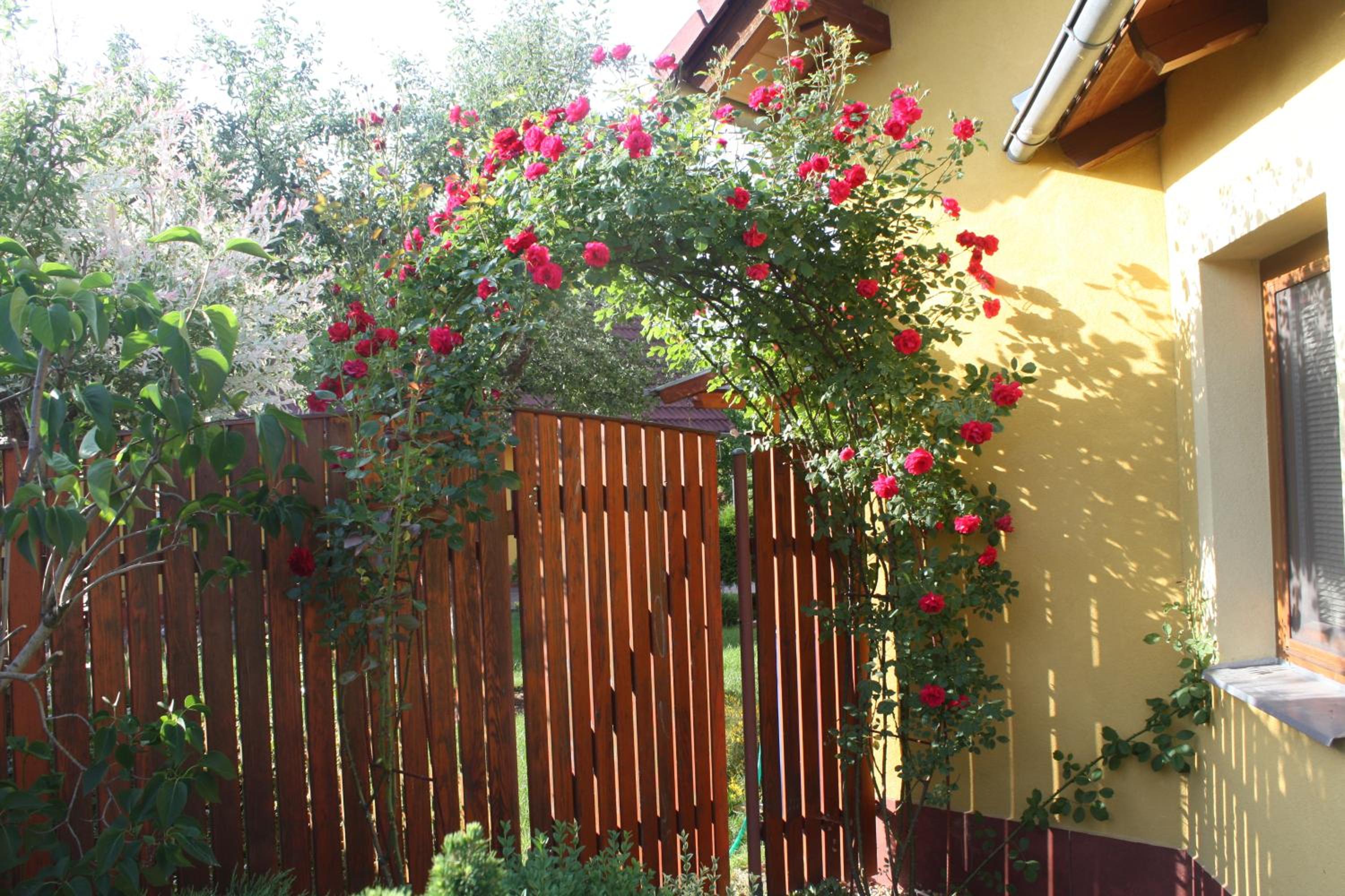 Apartment with Terrace photo 2
