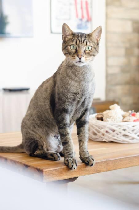 Penthouse Apartment - Cat Sitting - Photo 39
