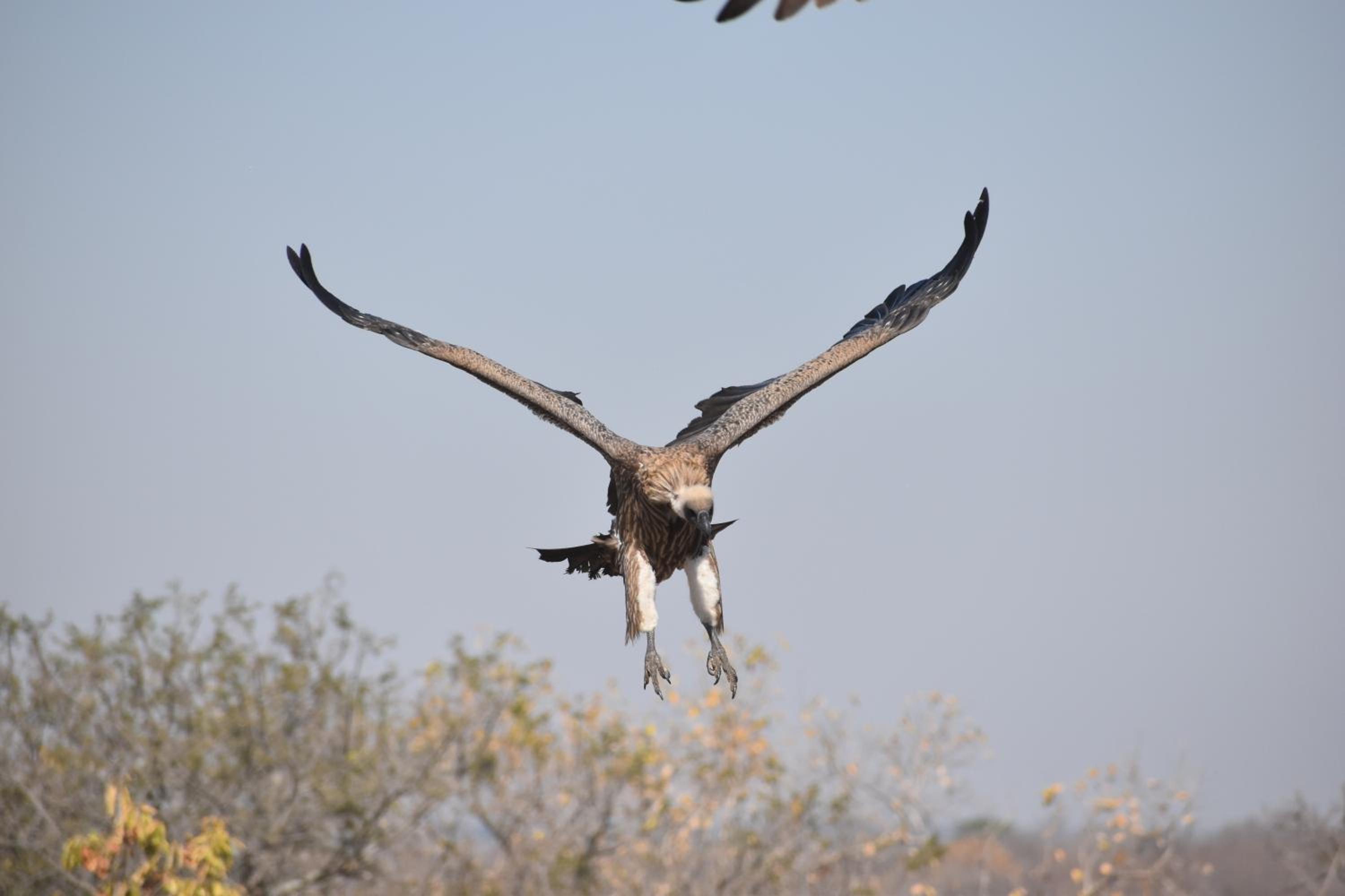 Deluxe Tent with Game Drive - Photo 21