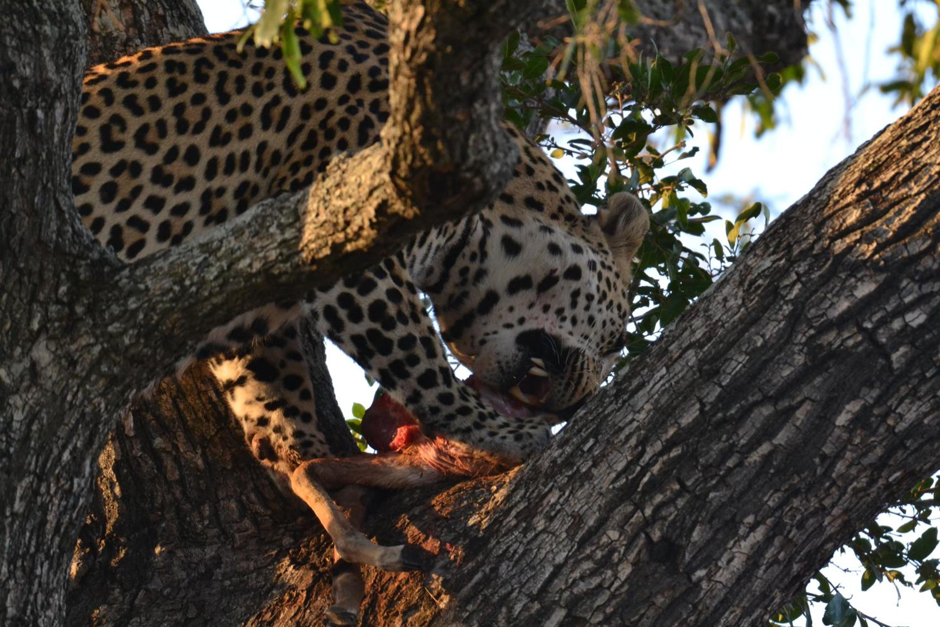 Deluxe Tent with Game Drive - Photo 27