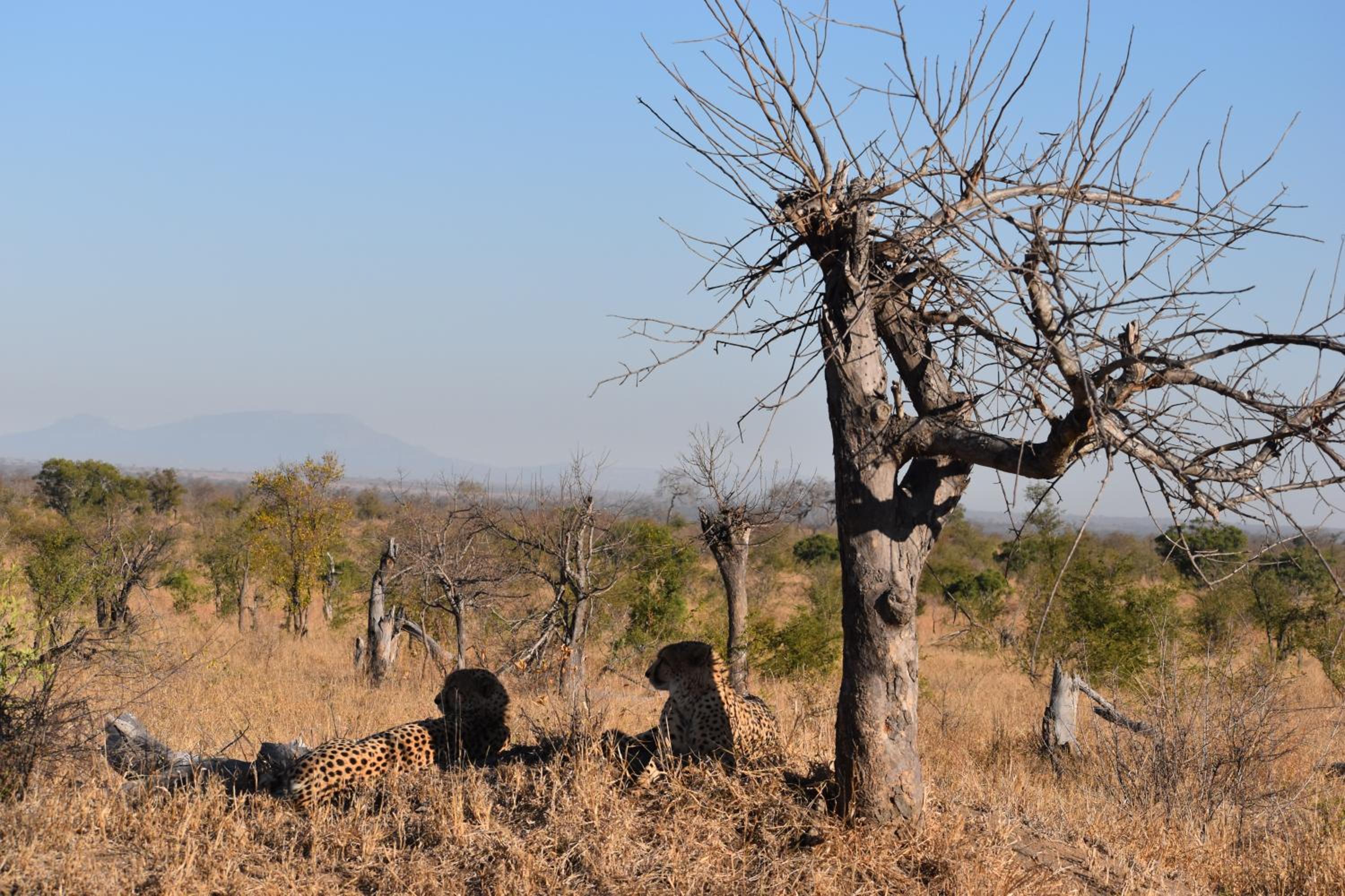 Deluxe Tent with Game Drive - Photo 9