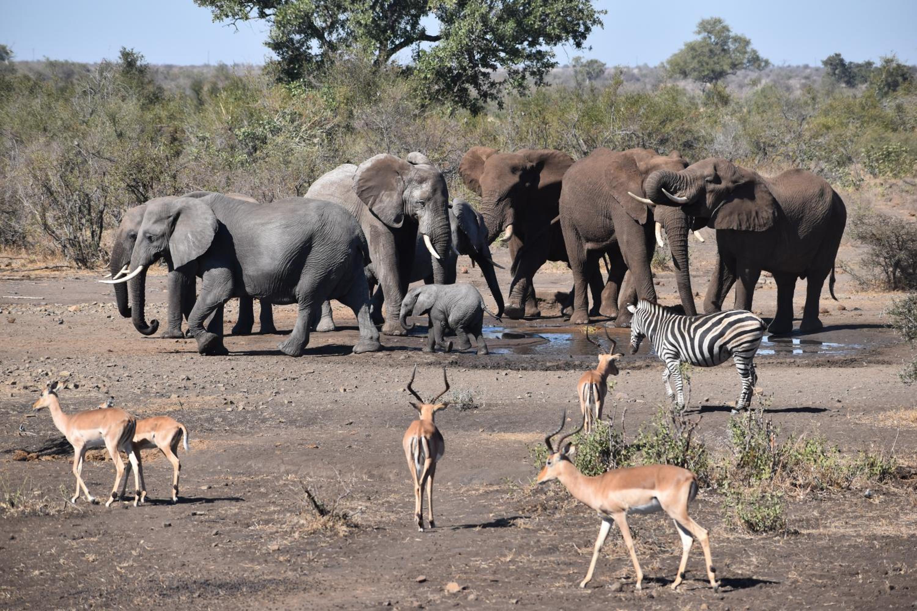 Deluxe Tent with Game Drive - Photo 23