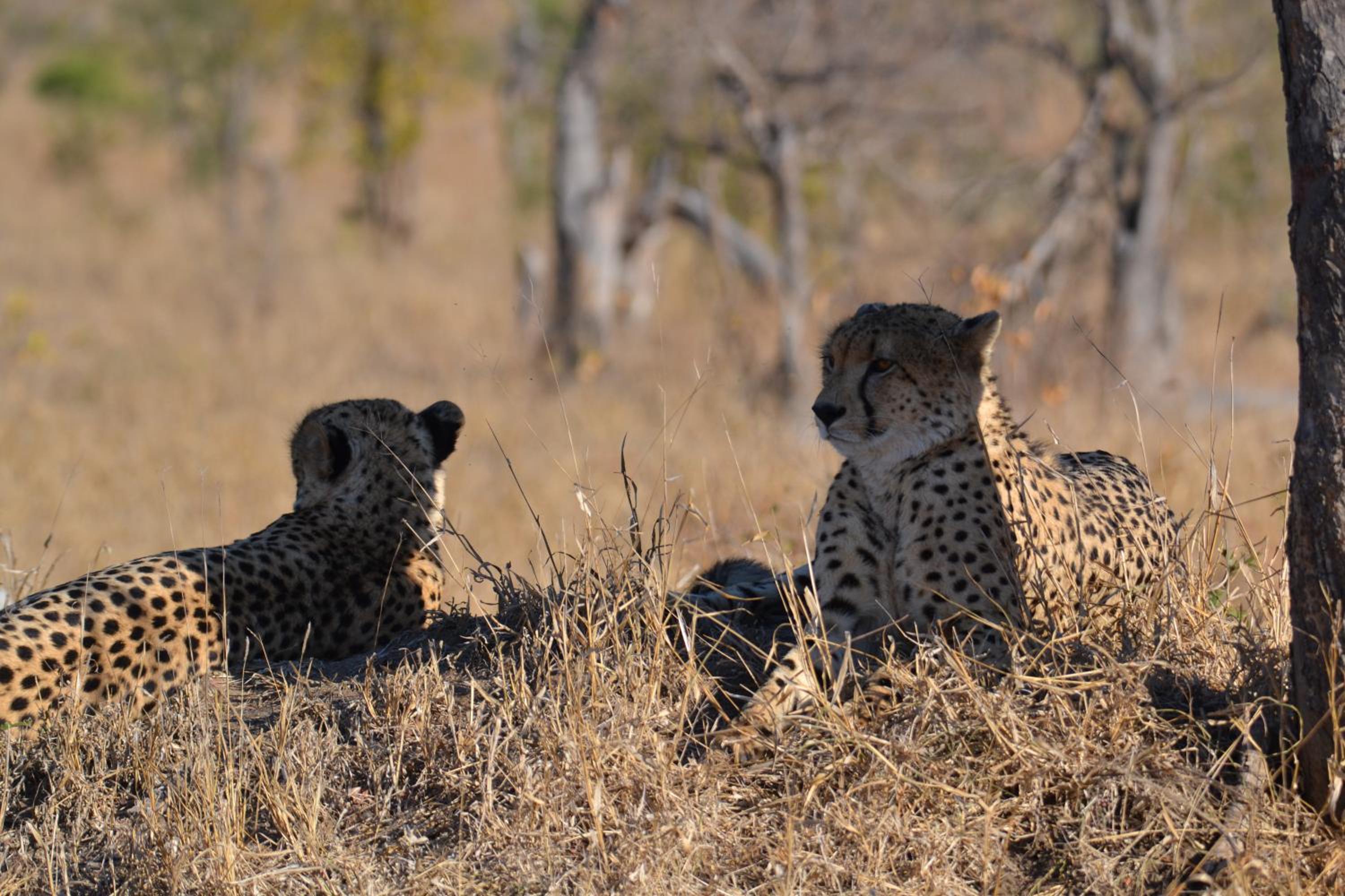 Deluxe Tent with Game Drive - Photo 7
