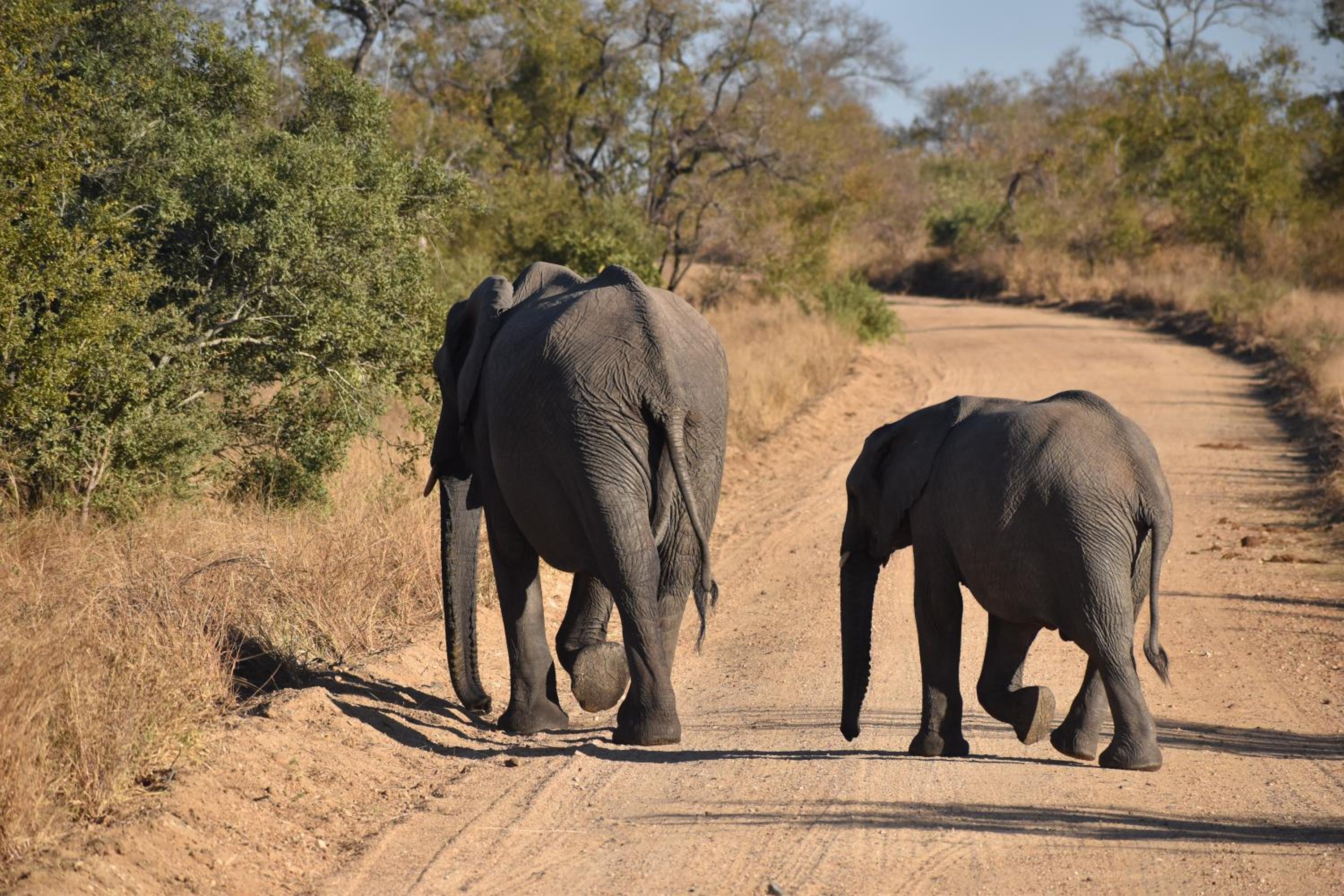 Deluxe Tent with Game Drive - Photo 6