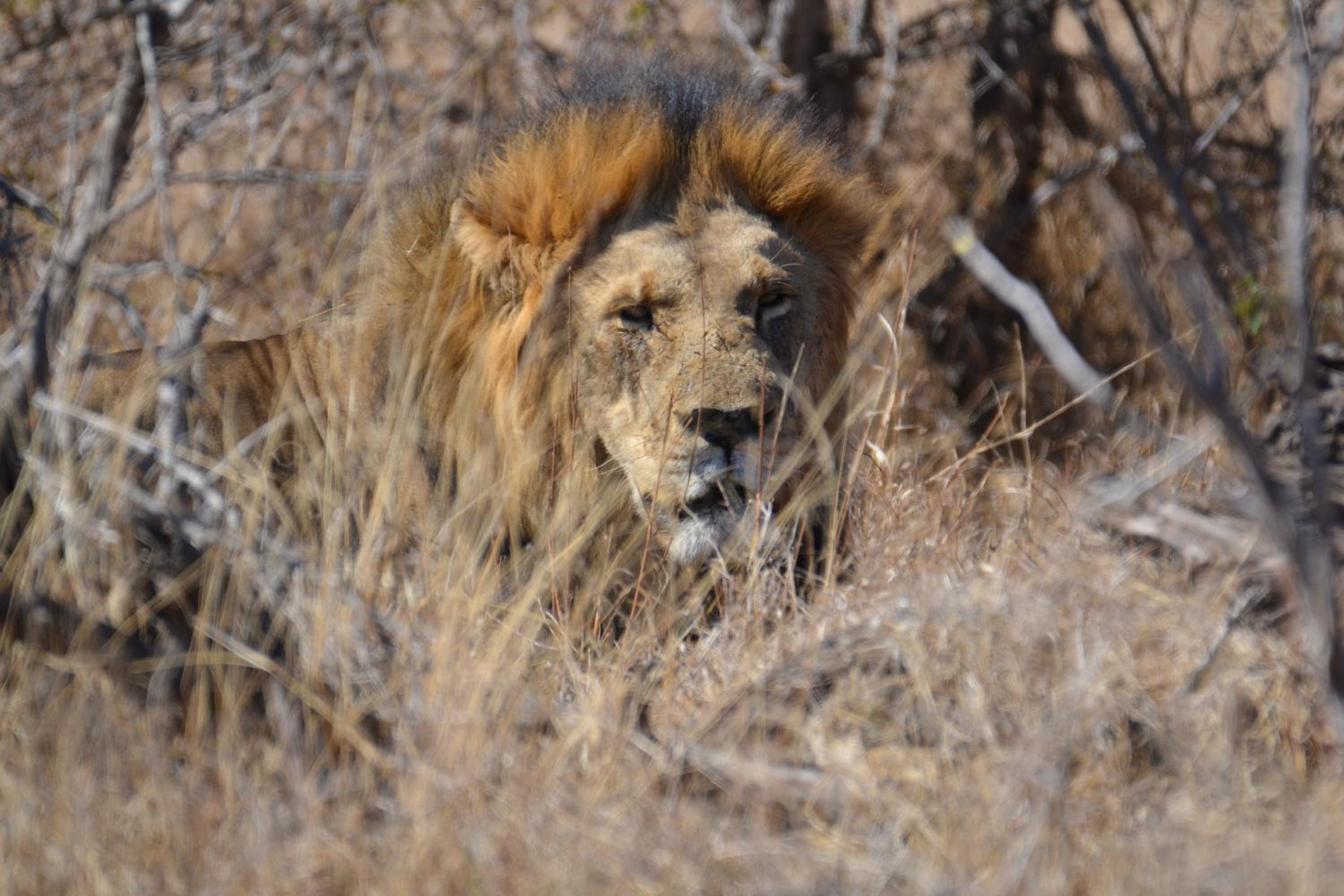 Deluxe Tent with Game Drive - Photo 31