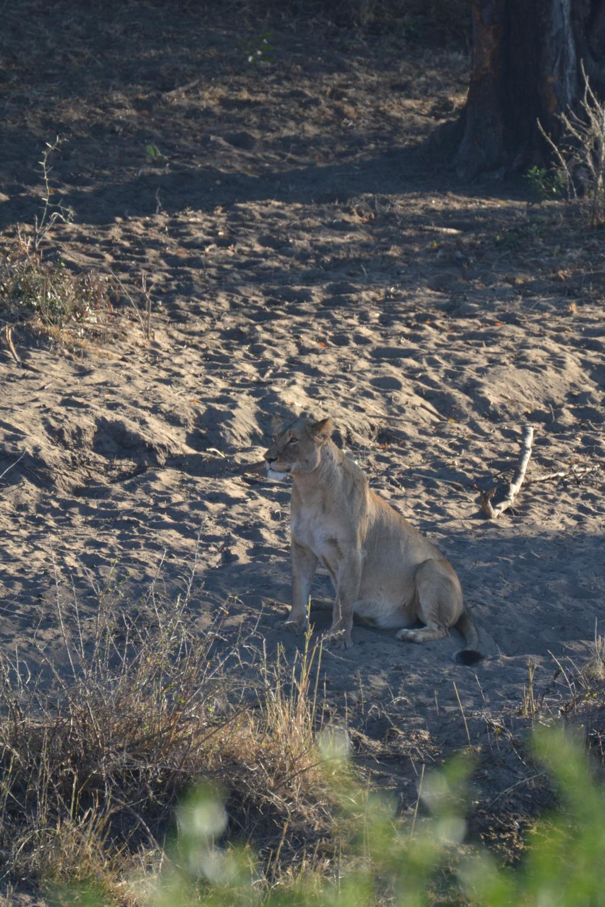 Deluxe Tent with Game Drive - Photo 29