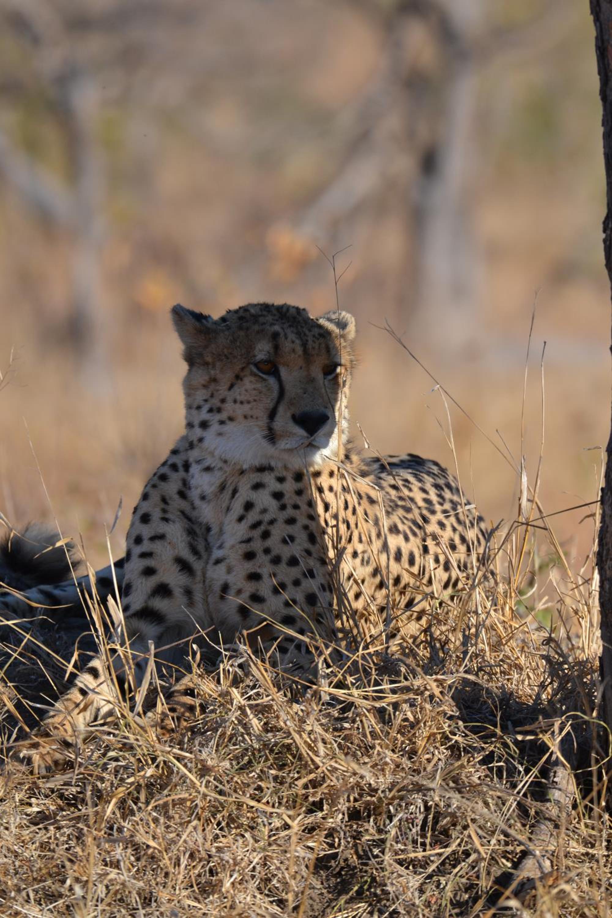 Deluxe Tent with Game Drive - Photo 8