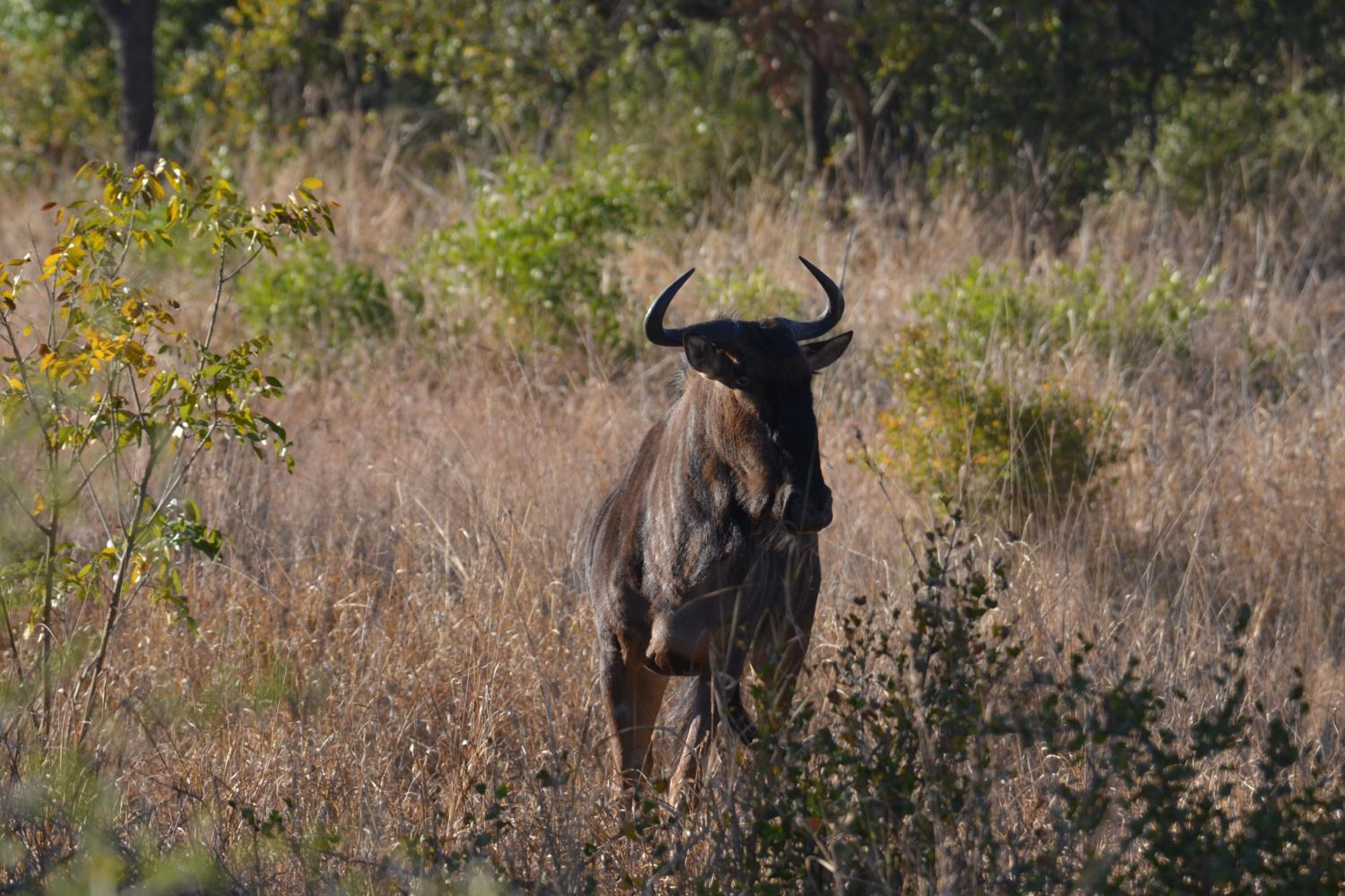Deluxe Tent with Game Drive - Photo 3